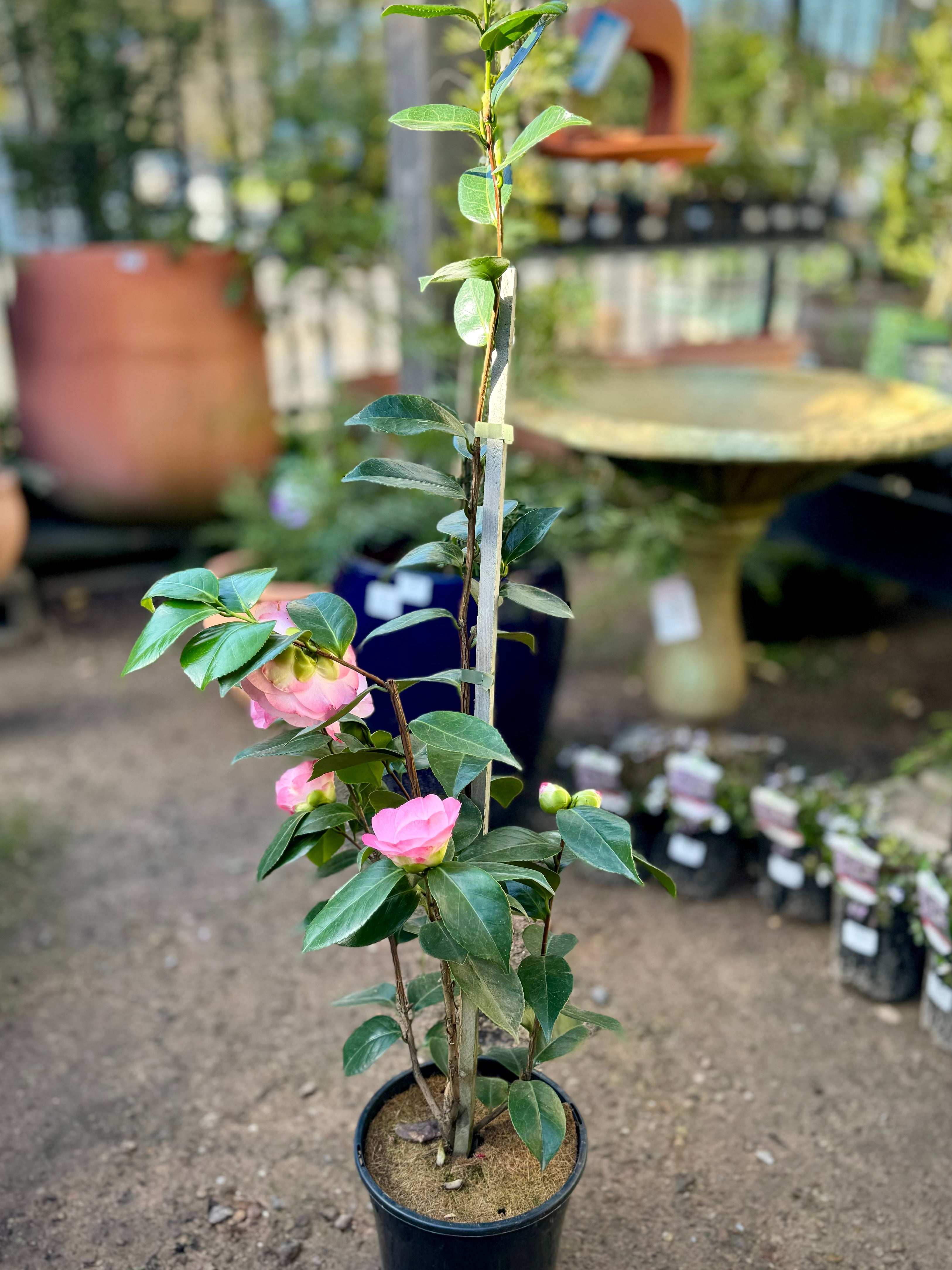 Camellia japonica 'Desire' - Beautiful Pink Japanese Camellia Flowering Shrub for Garden Landscaping & Outdoor Decor