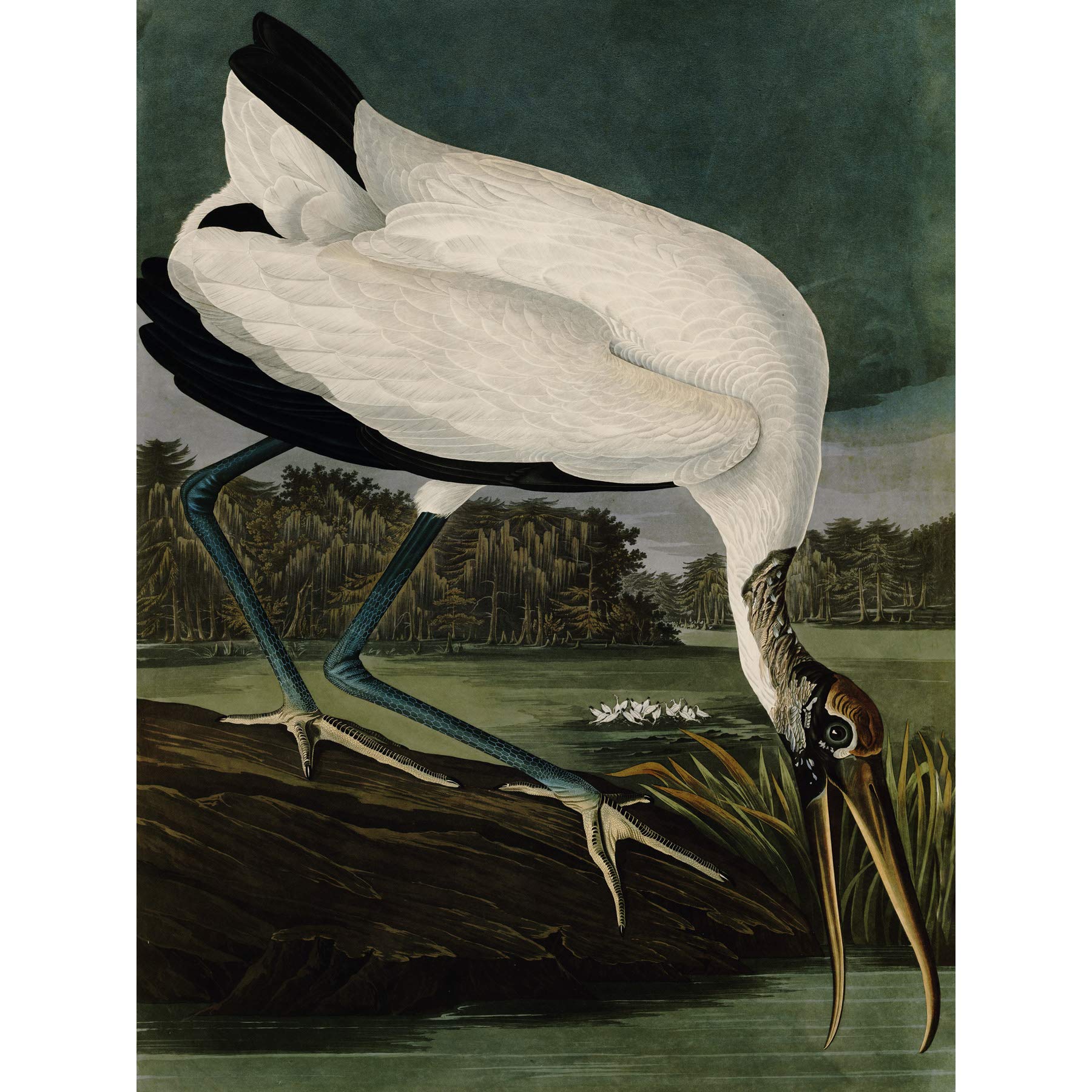 Artery8 Audubon Birds Wood Ibis Painting - Large 18x24 Inch Wall Art Poster Print on Thick Paper - Perfect for Living Room, Bedroom & Office Decor