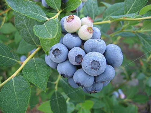 Elwyn 135pcs Rabbiteye Blueberry Seeds - Non-GMO, High Germination Rate Fruit Seeds for Home Garden Planting | Perfect for Backyard Orchards, Fresh Eating & Jam Making