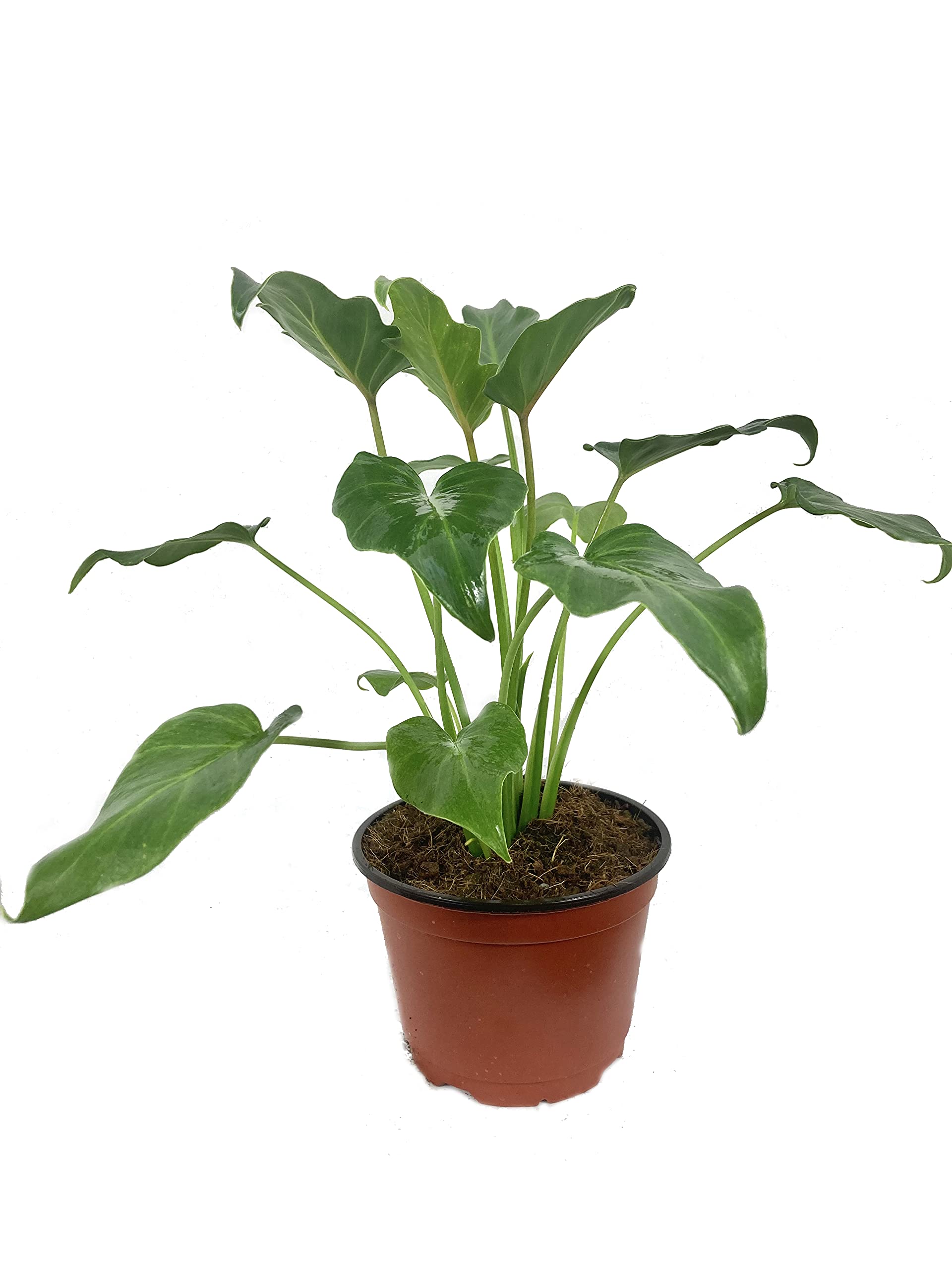 Xanadu Cut Leaf Philodendron - 5 Live Plants in 6 Inch Pots - Philodendron Danadu - Compact Easy Care Evergreen Shrub for Home, Office & Garden Decor - Perfect Indoor Houseplant for Low Light Spaces