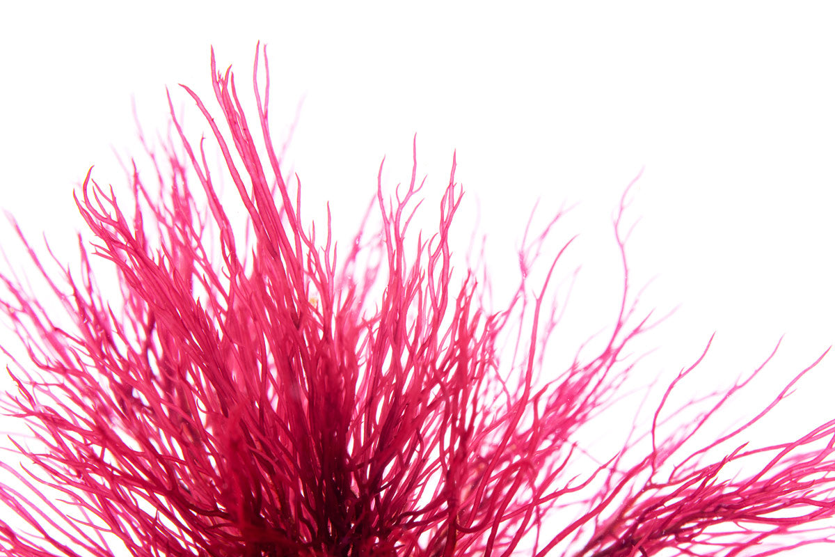 Premium Red Ogo Gracilaria Macro Algae - Natural Saltwater Aquarium Coral Food & Nutrient-Rich Marine Plant for Reef Tanks, Fish Tanks, and Aquatic Ecosystems
