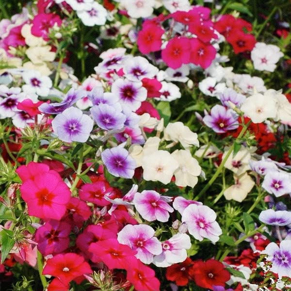 1200+ Mixed Phlox Seeds - Creeping Perennial Ground Cover Flowers - Popstars Phlox Subulata for Rock Gardens & Landscaping