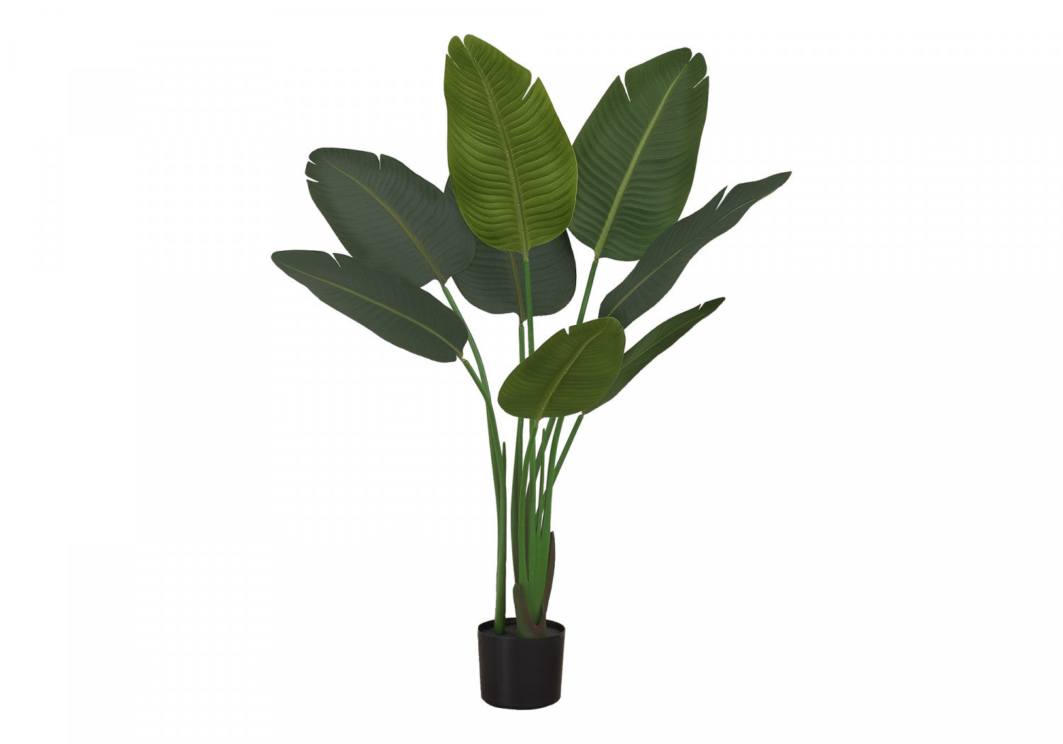 44 Bird of Paradise Plant with 5 Black Pots - Tropical Indoor/Outdoor Decor for Home, Office & Garden