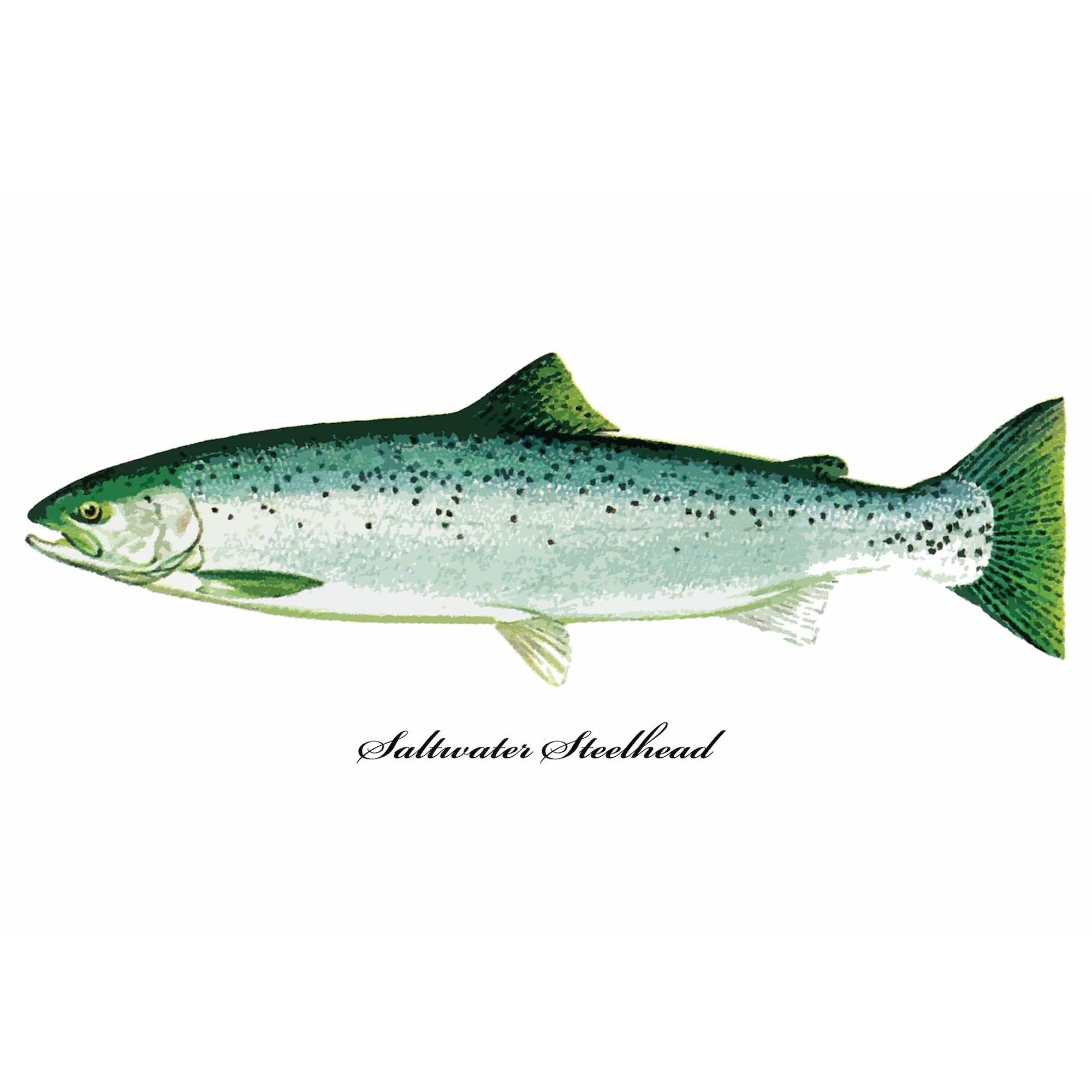 Wild Saltwater Steelhead Fish Oval Sticker - Durable Vinyl Bumper Decal for Cars, Trucks & Laptops - Perfect for Fishing Enthusiasts & Outdoor Adventures
