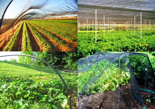 50' x 50' 2-Inch Square Mesh Heavy Duty Bird Netting - Poultry Aviary, Game Pens & Garden Protection - Durable Anti-Bird Net for Chicken Coops, Fruit Trees & Backyard Security