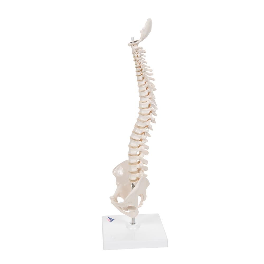 Flexible Mini Spinal Column Model on Base - Anatomical Spine Display for Medical Education & Chiropractic Training - Perfect for Classrooms, Offices & Therapy Clinics