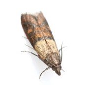 Pantry Moth Traps - 6 Pack Safe & Non-Toxic Pheromone Traps for Indian Meal Moths, Kitchen & Food Storage Pest Control | Odorless, Insecticide-Free | Ideal for Pantries, Cupboards & Grain Storage Areas