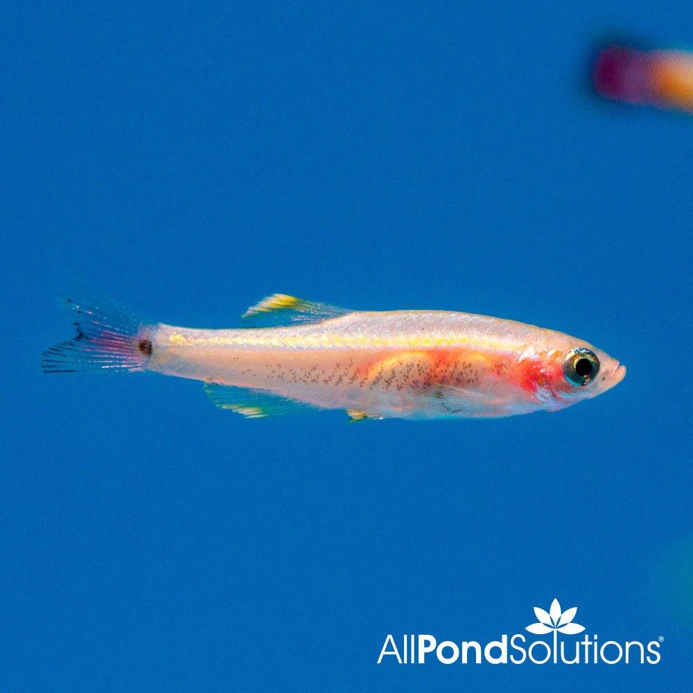 Golden Cloud Mountain Minnow (Tanichthys Albonubes) - Live Freshwater Aquarium Fish for Tropical Tanks, Ponds & Community Aquariums