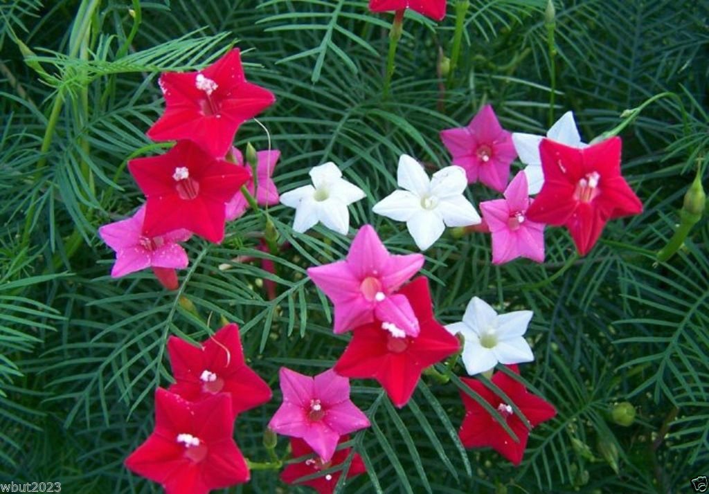 Cypress Vine Seeds - 20+ Seeds Mix (Red, Rose, White) - Ipomoea Pennata - Fast Growing Flowering Vine for Garden Trellis, Fence & Wall Decoration