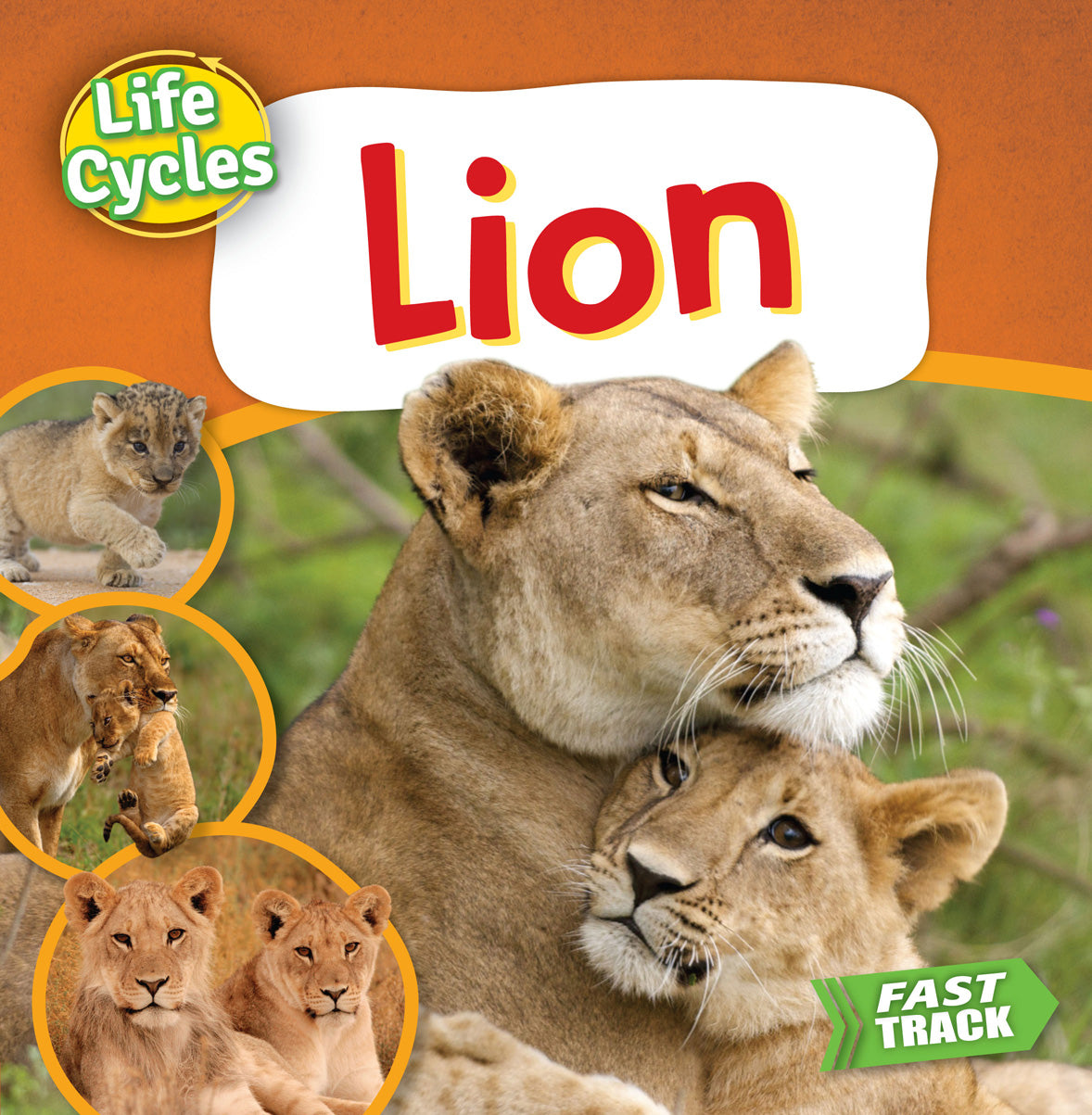 Lion Life Cycle Educational Kit - Learn About Lion Growth Stages for Kids & Students - Perfect for Homeschooling & Classroom Science Projects