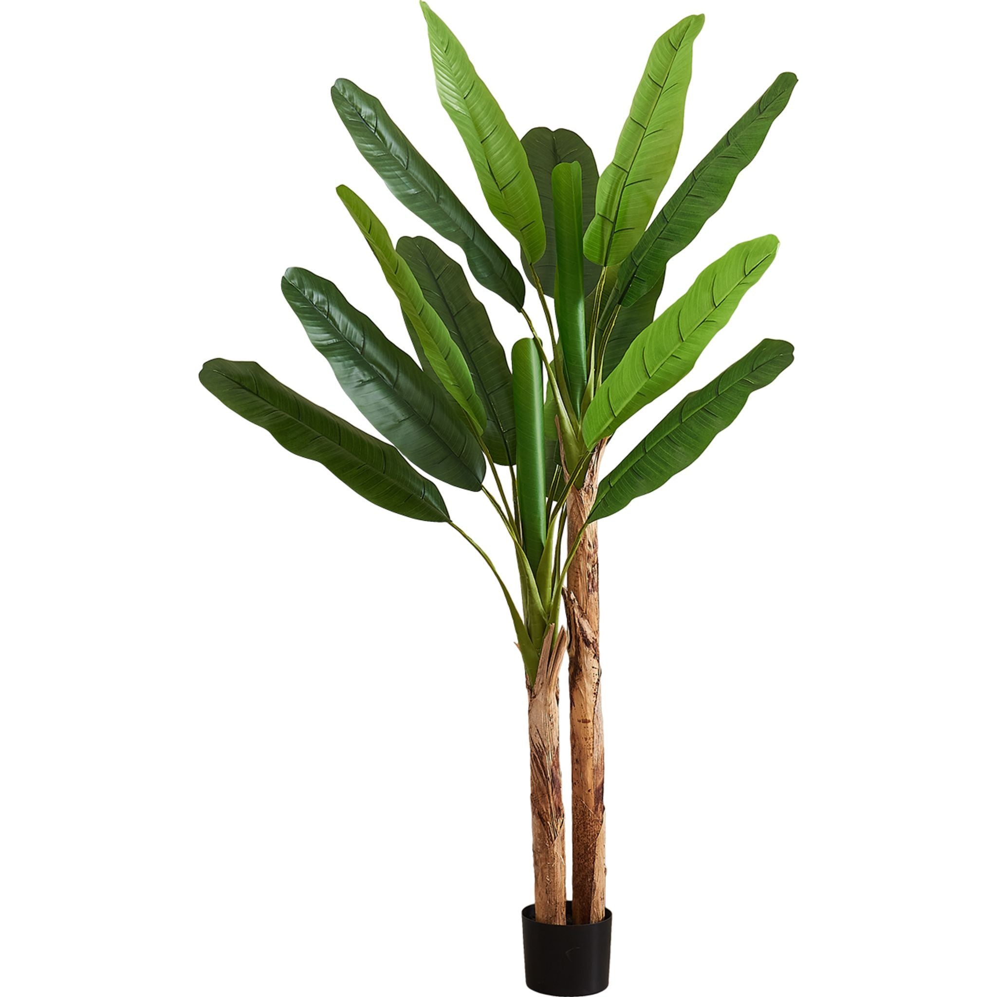 Banana Tree Plant - Live Tropical Fruiting Tree for Home Garden, Patio & Indoor Decor | Perfect for Landscaping, Backyard Orchard & Gift Giving