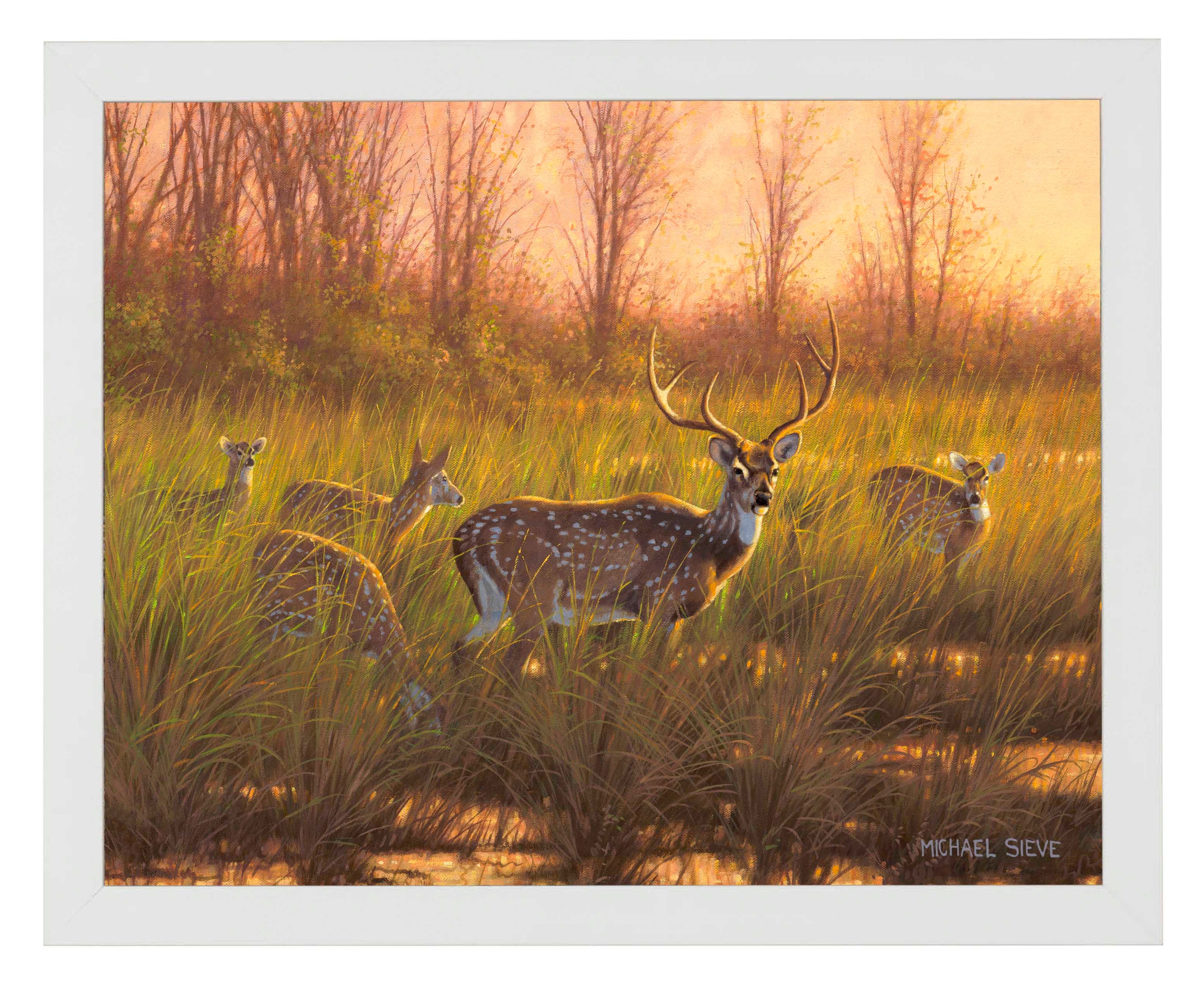 Chital Deer Art Prints - Stunning Wildlife Wall Decor for Home, Office & Gifts | High-Quality Fine Art Prints