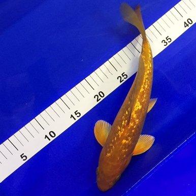 Premium Gin Rin Ki Goi Koi Fish - 10 to 12 Inch Japanese Ornamental Carp for Outdoor Ponds & Water Gardens | Perfect for Koi Collectors and Landscape Decoration