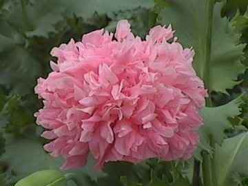 250 Bombast Rose Peony Poppy Papaver Peoniflorum Flower Seeds - Premium Garden Flower Seeds for Planting, Home Gardening & Landscaping - Vibrant Blooms for Bouquets, Borders & Outdoor Decor