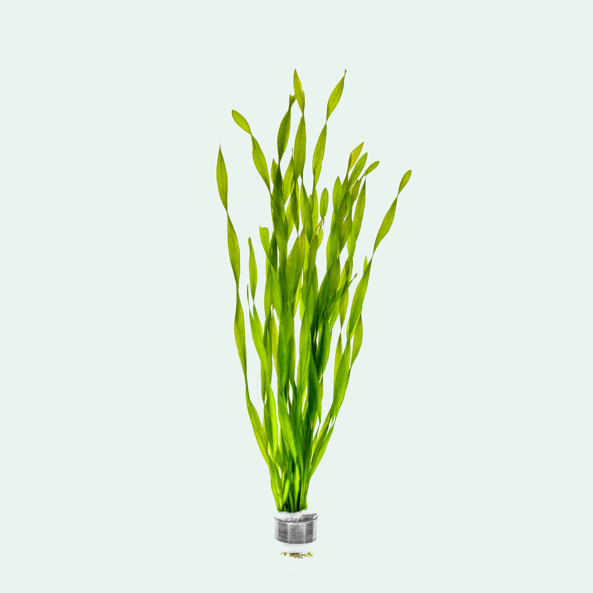 Vallisneria Contortionist Live Aquarium Plant - Easy to Grow Aquatic Grass for Fish Tanks, Ponds & Aquascaping (Ideal for Shrimp & Betta Fish Habitats)