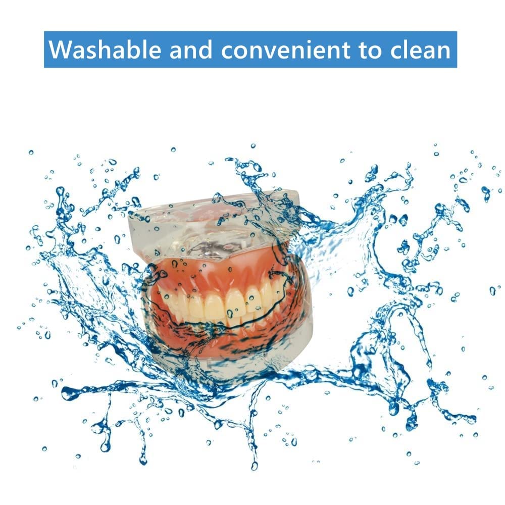 Adult Standard Teeth Demonstration Model with Removable Teeth - Dental Teaching Tool for Students & Professionals | Perfect for Classrooms, Dental Offices & Training Labs