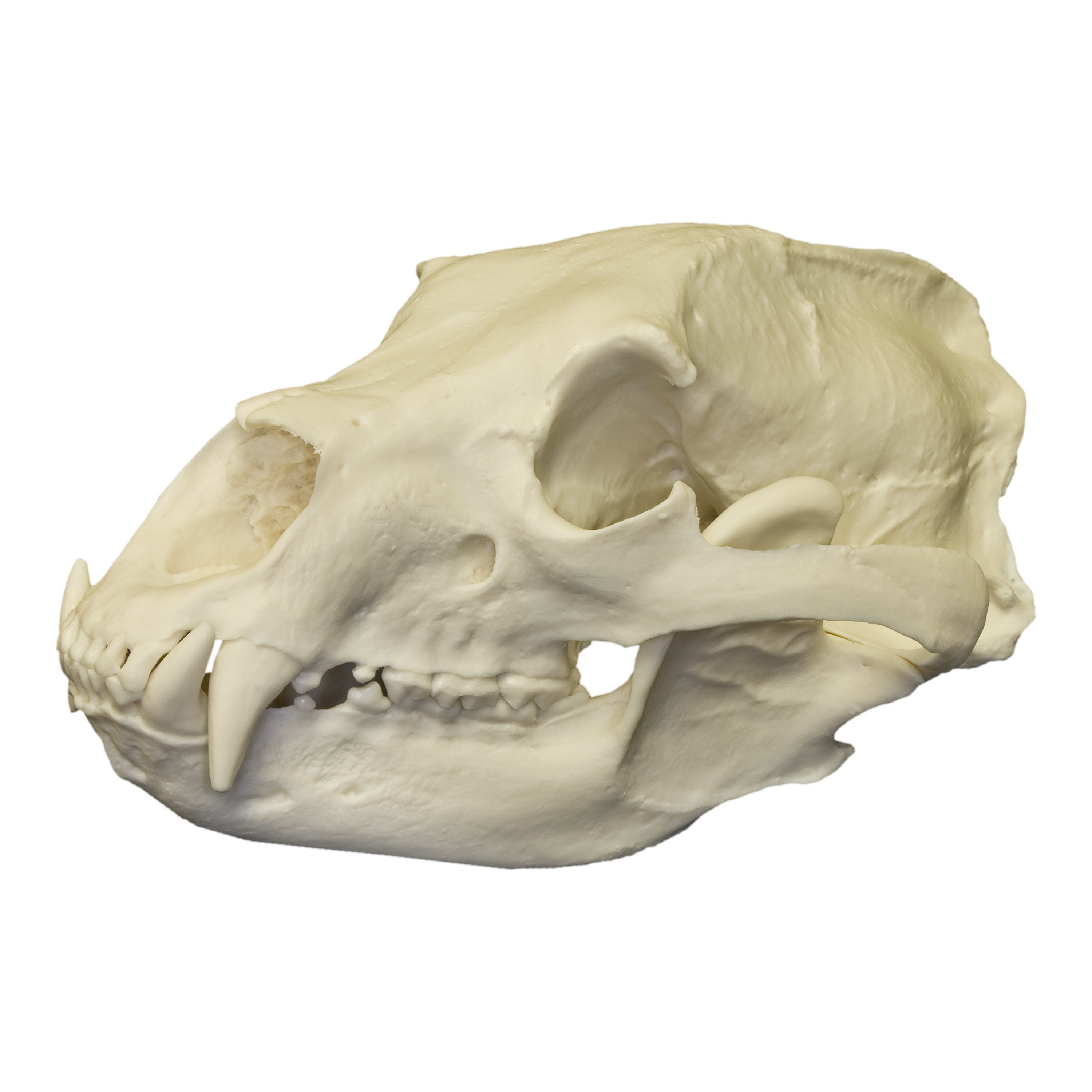 Authentic Replica American Black Bear Skull - High-Quality Educational Display for Home Decor, Classroom, or Halloween Props | Perfect for Biology Study, Taxidermy Collectors, and Gothic Decor