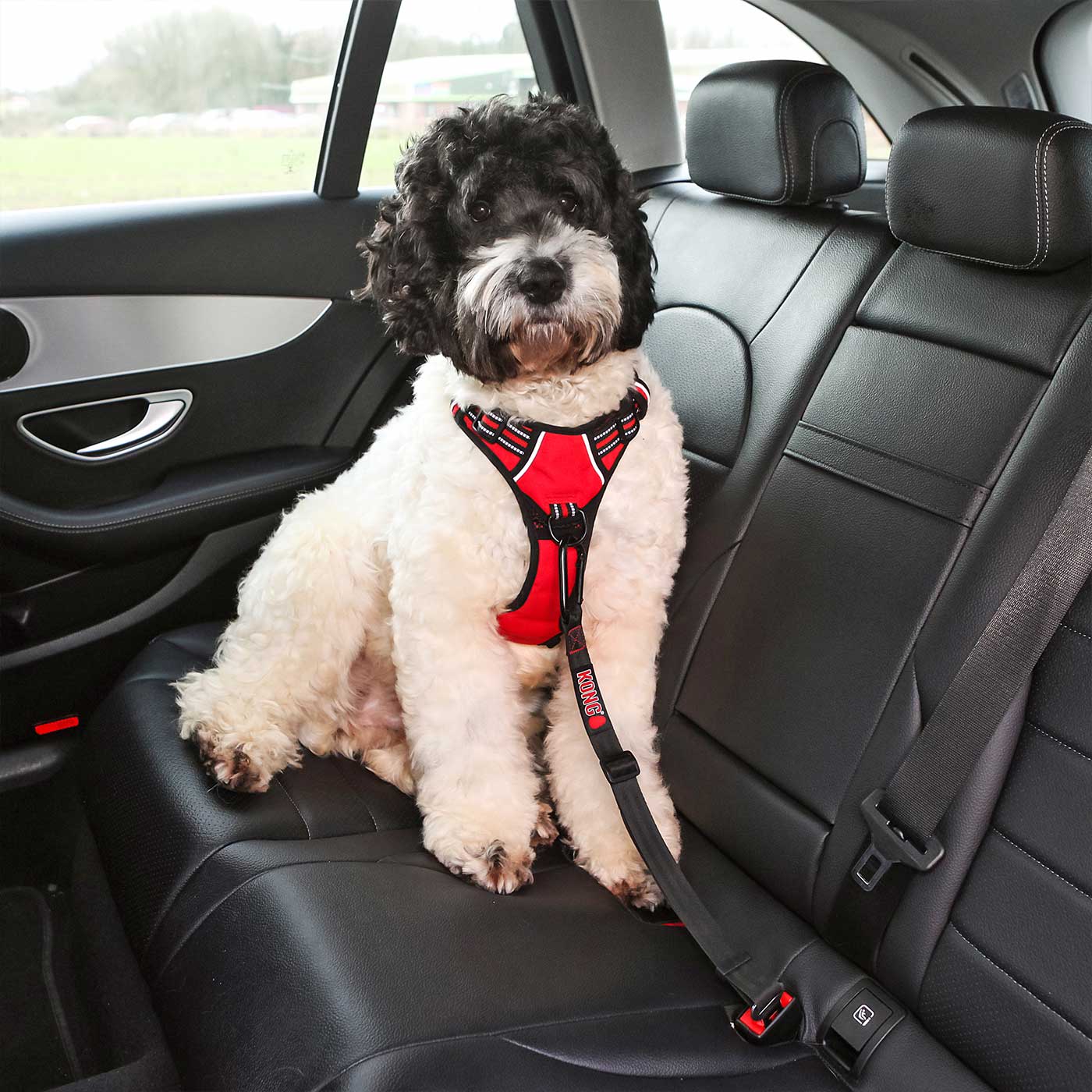 Durable KONG Seat Belt Tether for Dogs - Safe Car Travel Restraint for Small, Medium & Large Breeds | Perfect for Road Trips, Vet Visits & Daily Commutes