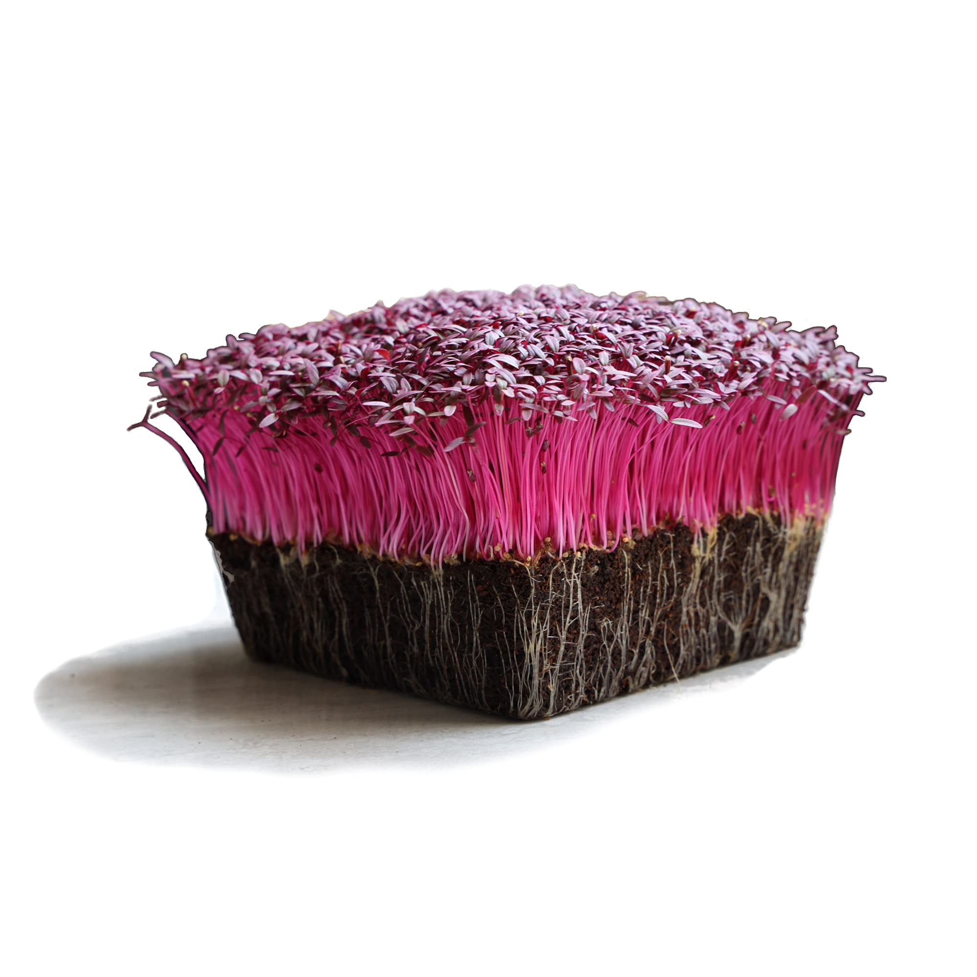 Red Garnet Amaranth Microgreens Seeds - 4g Packet (~4000 Seeds) for Growing Microgreens, Indoor Gardening & Healthy Salads | Perfect for Home Gardeners, Hydroponics & Organic Cooking