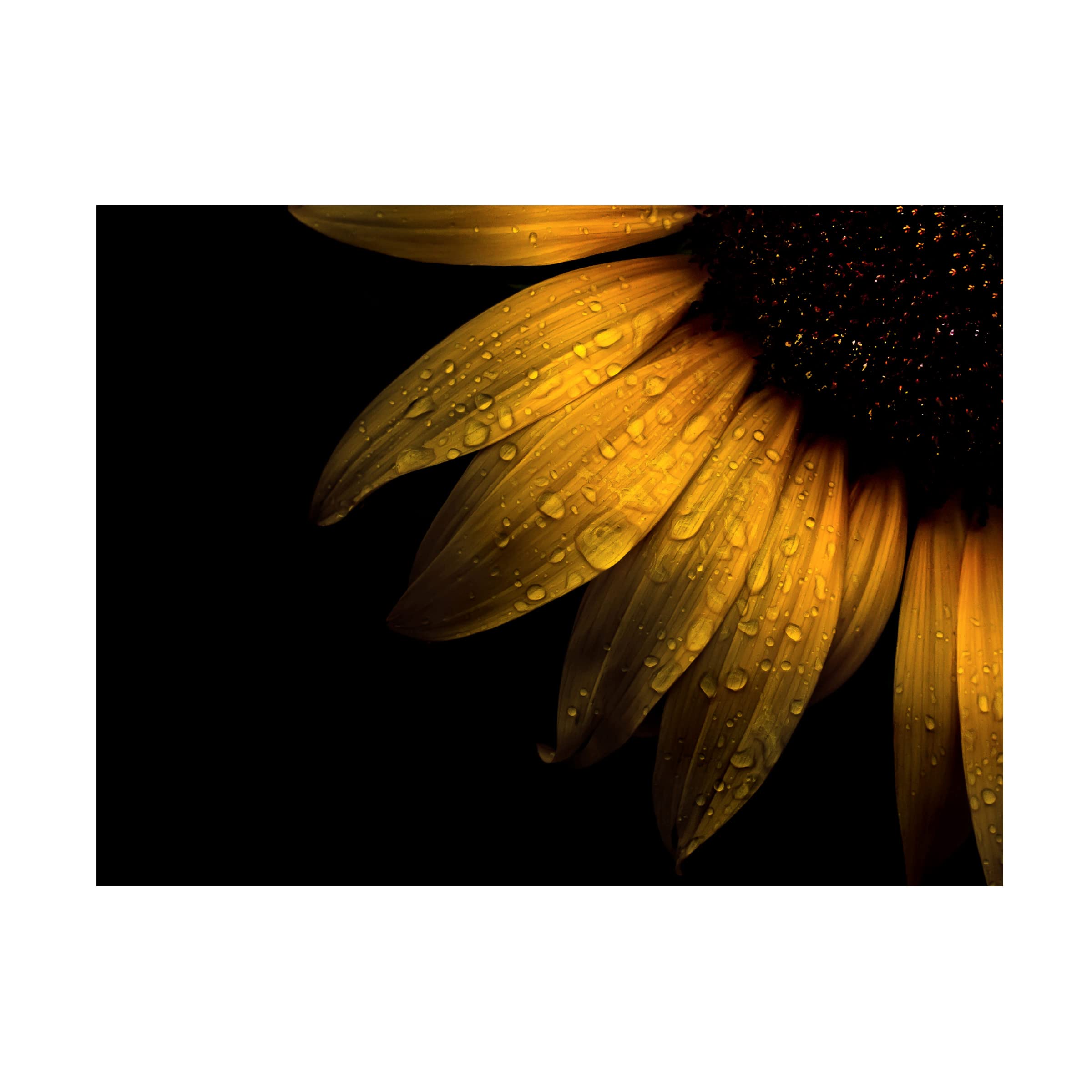 Brian Carson 'Backyard Flowers 28 Sunflower' Canvas Art Print - Vibrant Floral Wall Decor for Living Room, Bedroom & Office - Trademark Fine Art Collection