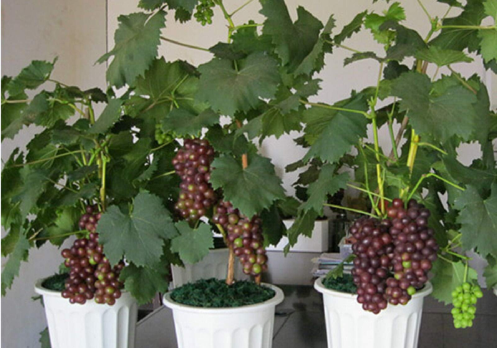 30pcs Sweet Grape Vine Seeds for Planting - Delicious Fruit, Succulent Indoor Bonsai Plants - Perfect for Home Gardening, DIY Projects & Gift Giving