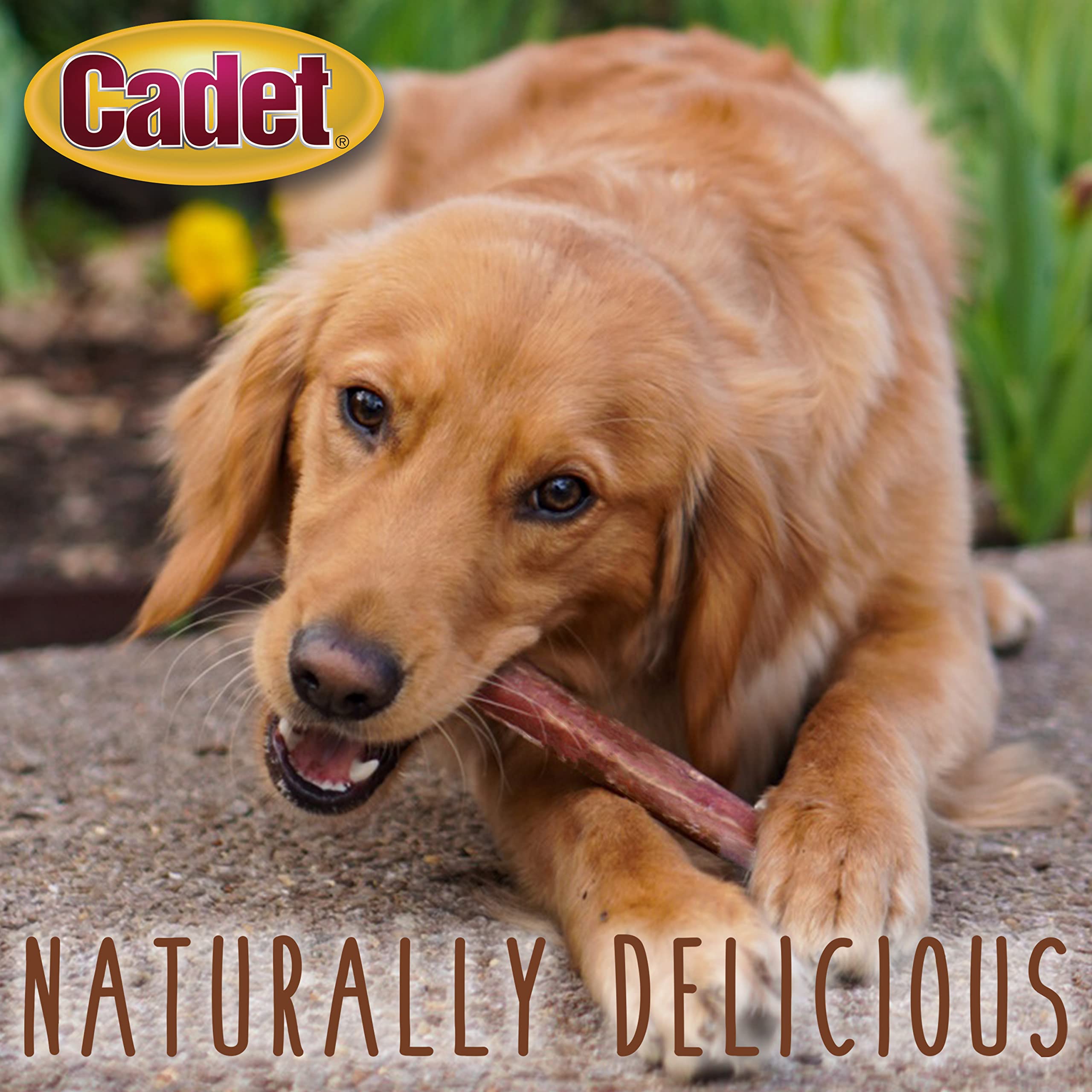 Premium Natural Beef Bully Sticks for Small Dogs – Grain-Free, High Protein, Low Fat Dog Chews – Long-Lasting Dental Treats for Aggressive Chewers (50 Count) – Perfect for Training Rewards & Anxiety Relief