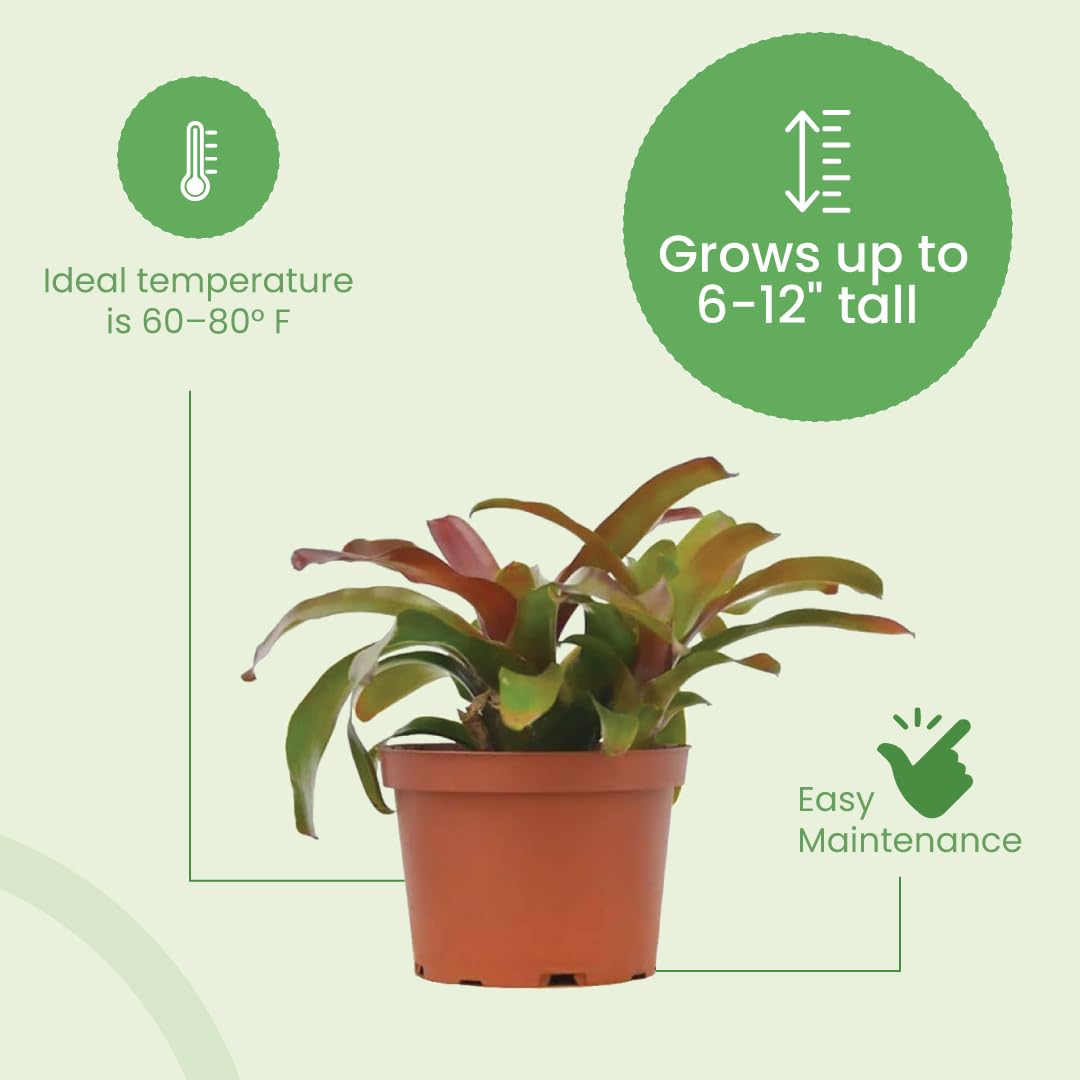 Live Bromeliad Fireball Neoregelia Plant in 6