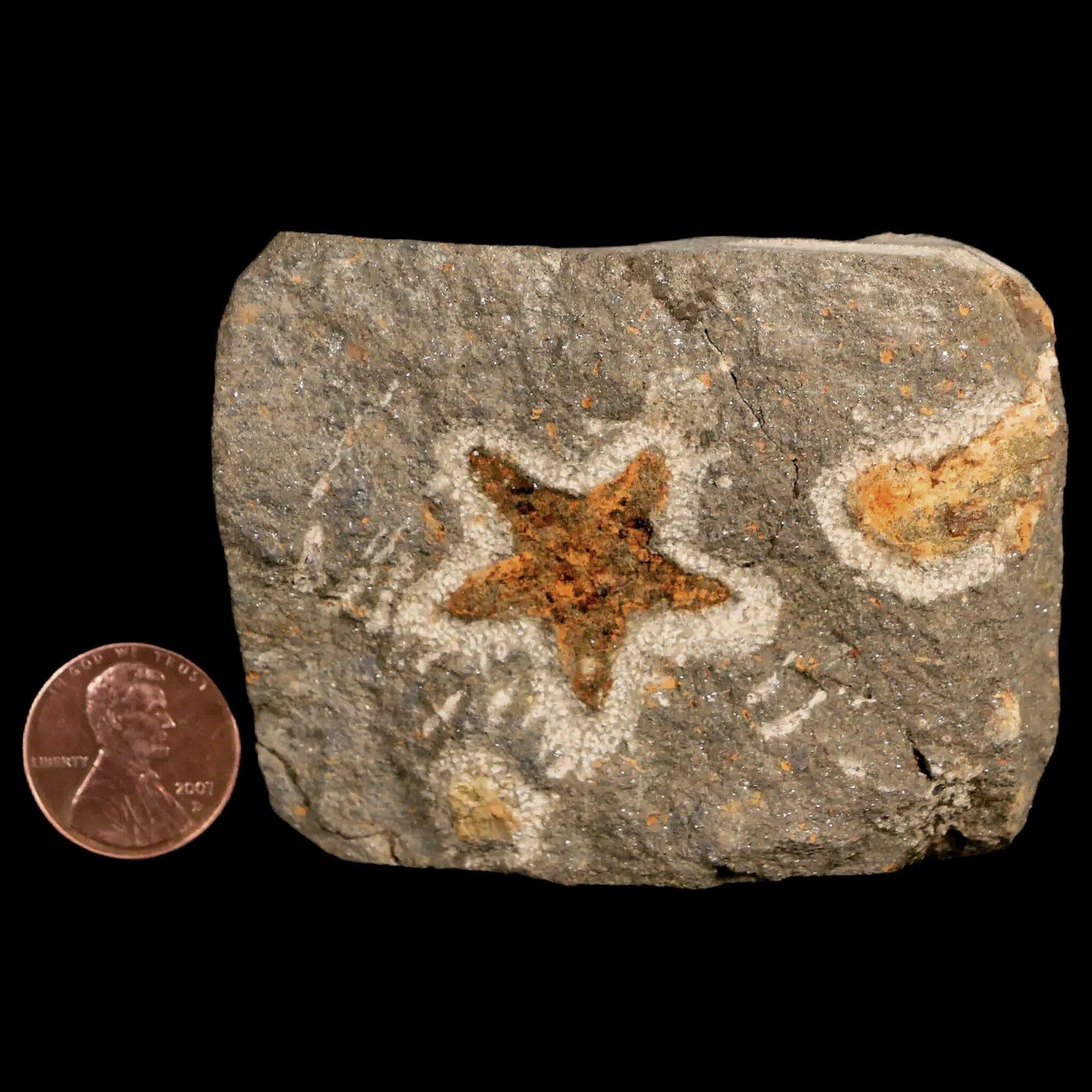 25MM Brittlestar Petraster Starfish Fossil - Ordovician Age Blekus Morocco - Authentic COA Included - Perfect for Collectors, Home Decor & Educational Displays