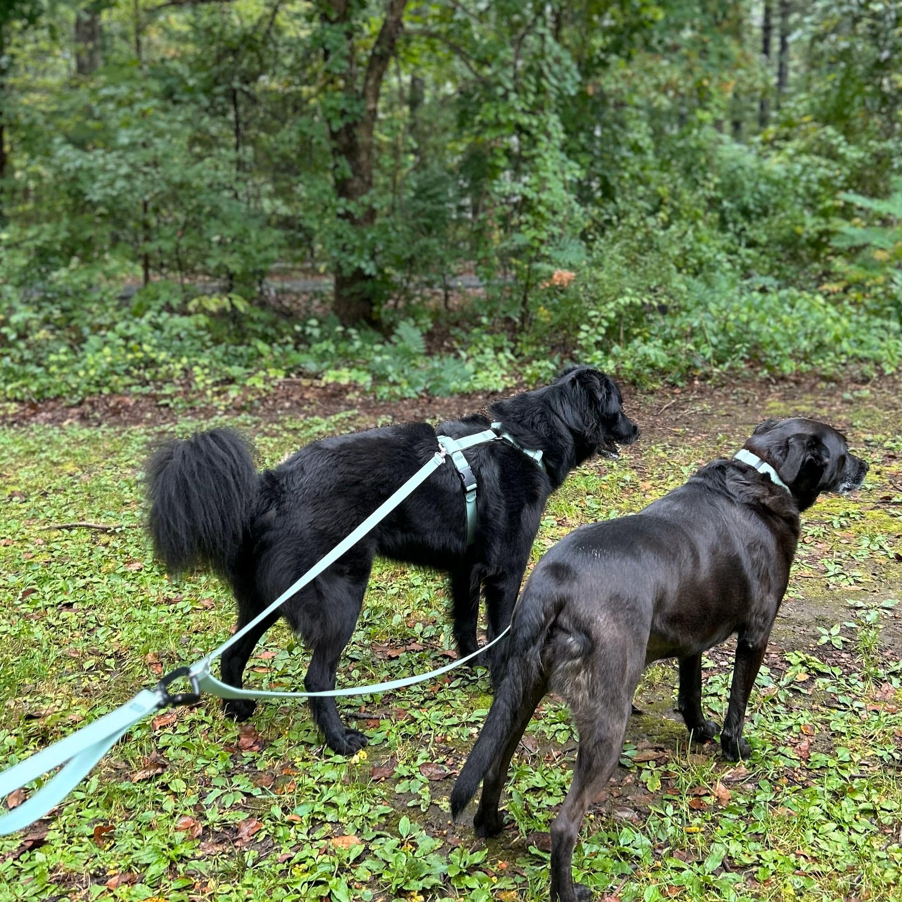 PACKT - Waterproof Hands-Free Dog Leash for Large & Medium Dogs | Adjustable 8ft European Style Leash | Made in USA | Durable & Stronger than Leather | Berry Color | Perfect for Hiking, Running & Outdoor Adventures