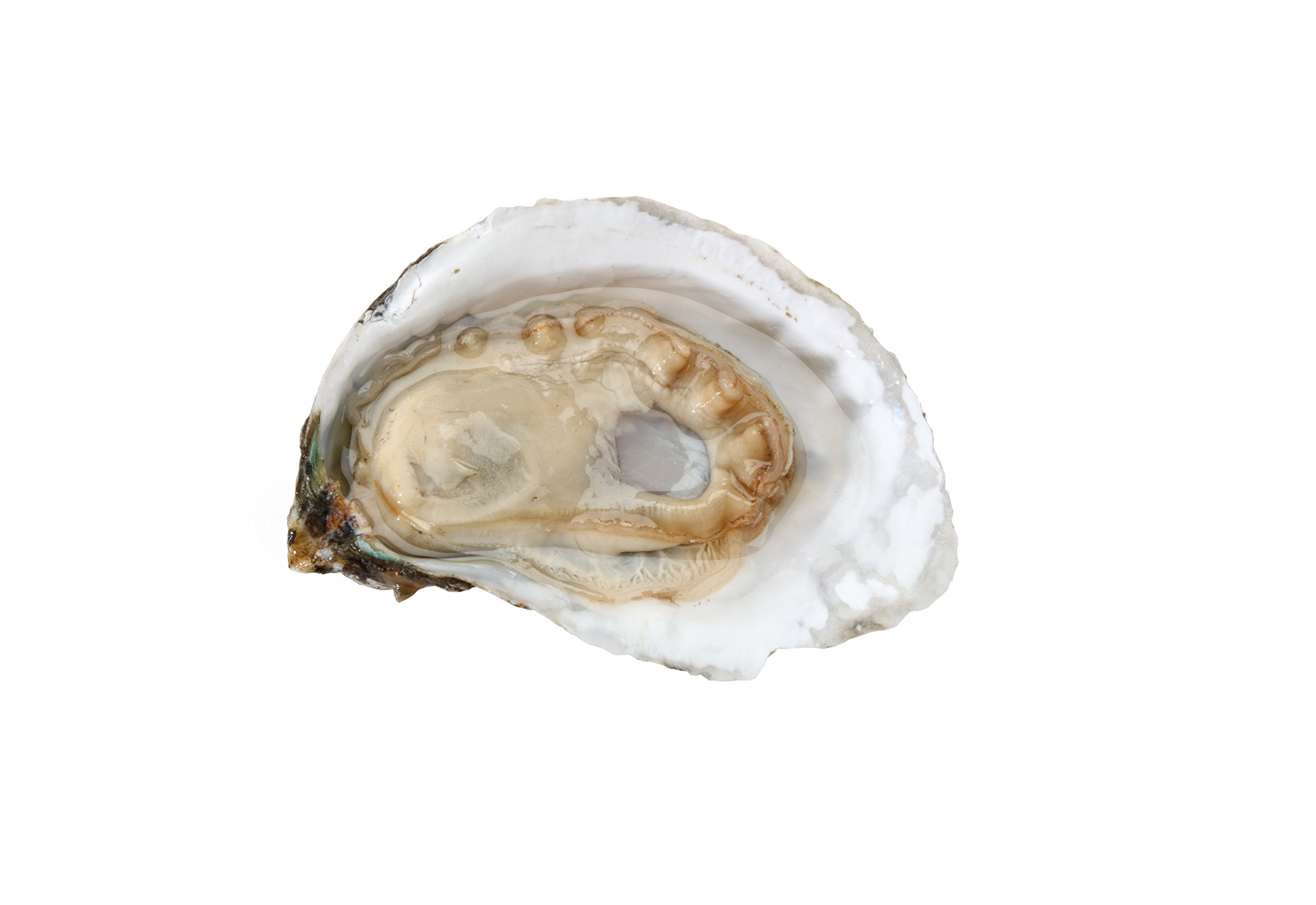 50 Fresh Oysters with Free Shucking Knife - Premium Live Oysters for Cooking, Grilling & Seafood Lovers