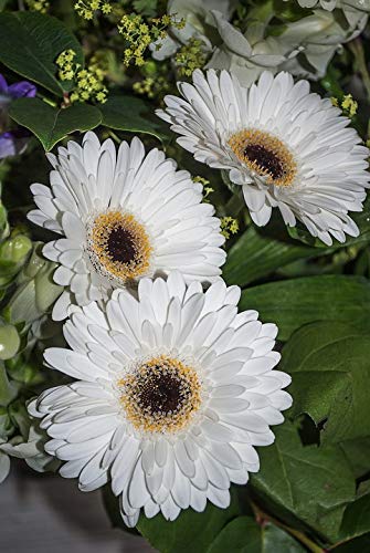 20x30 Inch Laminated Gerbera Daisy Floral Poster - Vibrant White Petals Wall Art for Living Room, Bedroom & Office Decor - Ready to Frame Home Decoration