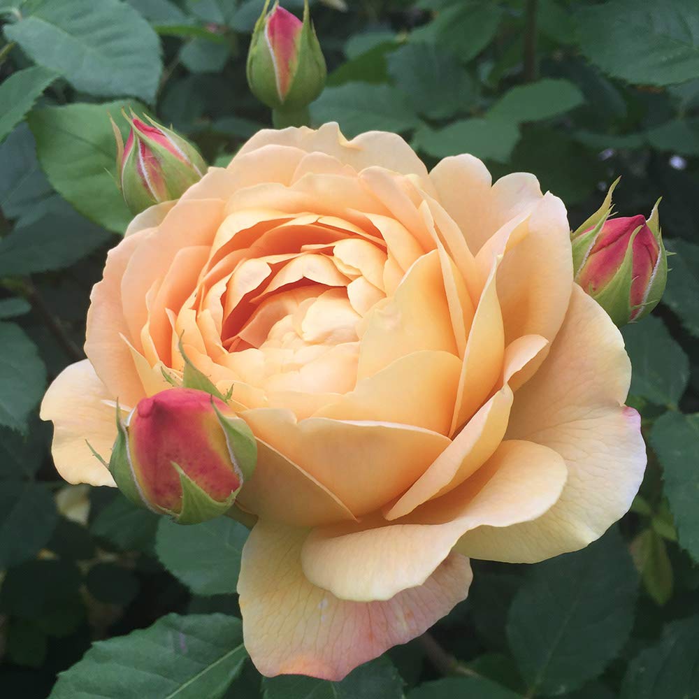 David Austin Golden Celebration® Yellow Rose Bush - Heirloom Roses for Outdoor Planting | Perfect for Gardens, Landscaping & Gift Giving