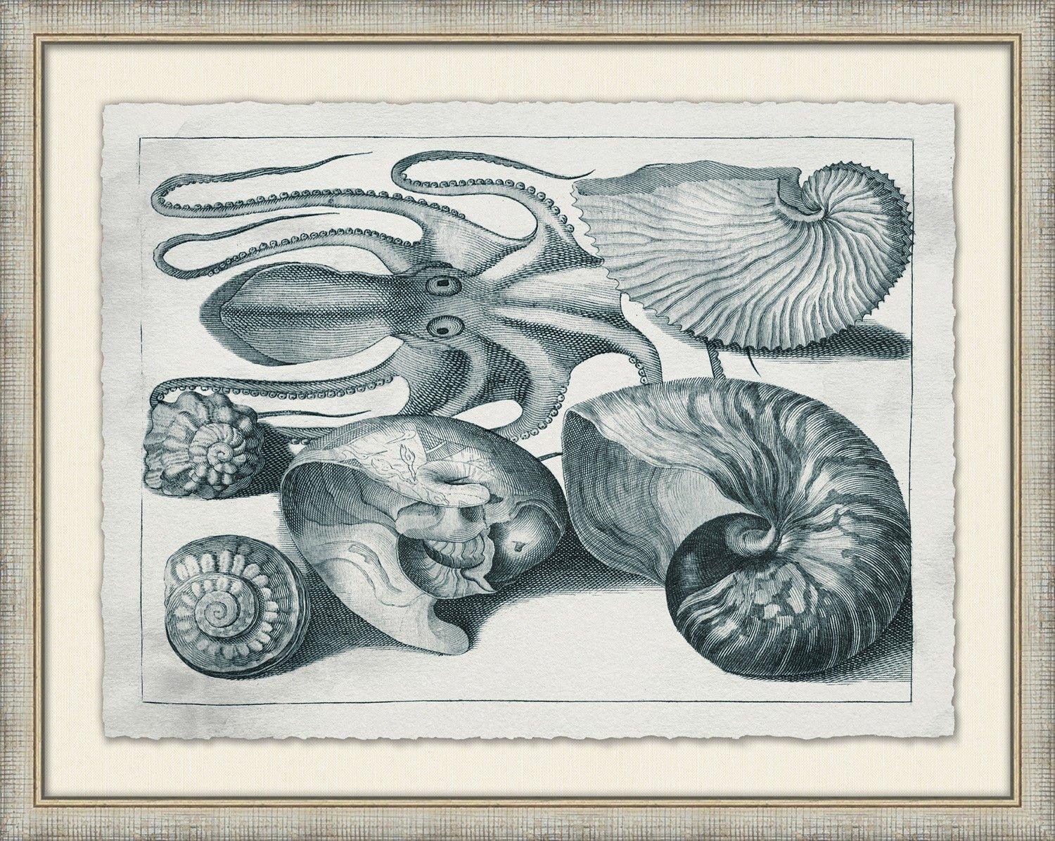 Stunning Aquatic Specimens Framed Wall Art - Unique Ocean & Marine Life Decor for Living Room, Bedroom & Office