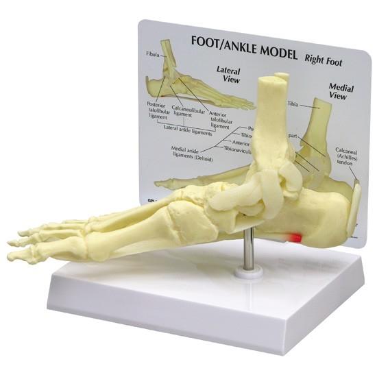 Foot and Ankle Model for Plantar Fasciitis Relief - Ideal for Medical Training, Physical Therapy, and Patient Education