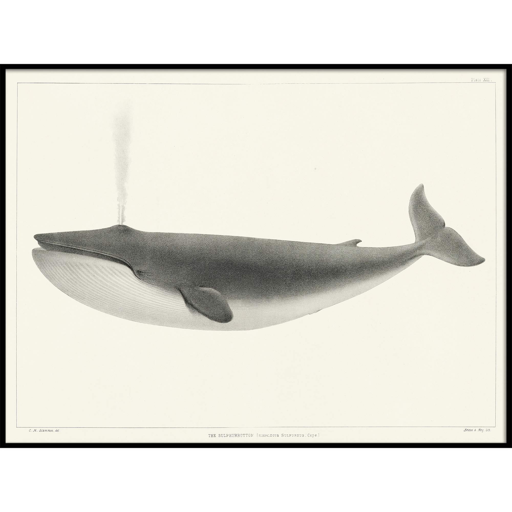 Vintage Whale Print Fishing Poster - 18x24 Inch Wall Art Decor for Fishermen, Unique Fishing Gifts for Men - Perfect for Home, Office, or Cabin Decor