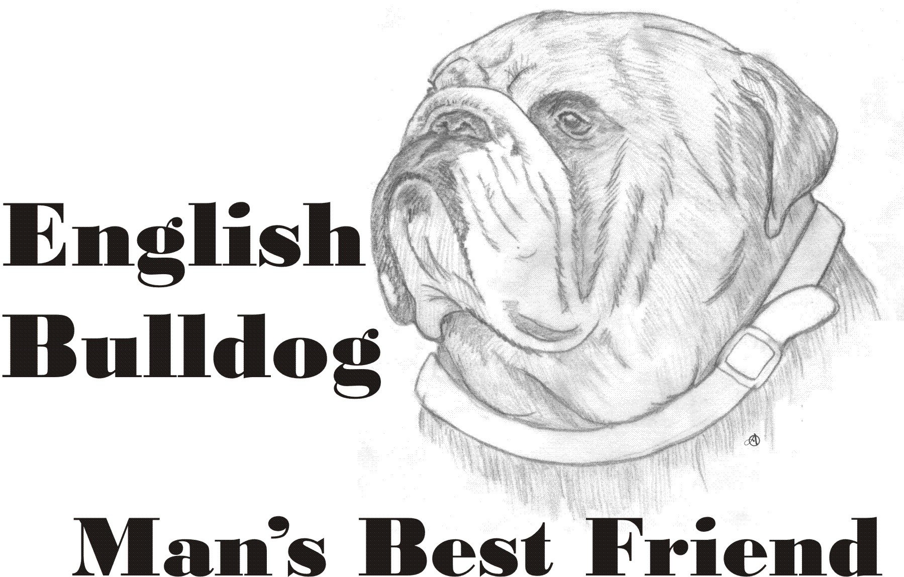 Cahoon's Closet English Bulldog 'Man's Best Friend' Graphic T-Shirt for Men - Casual Wear & Dog Lover Gifts