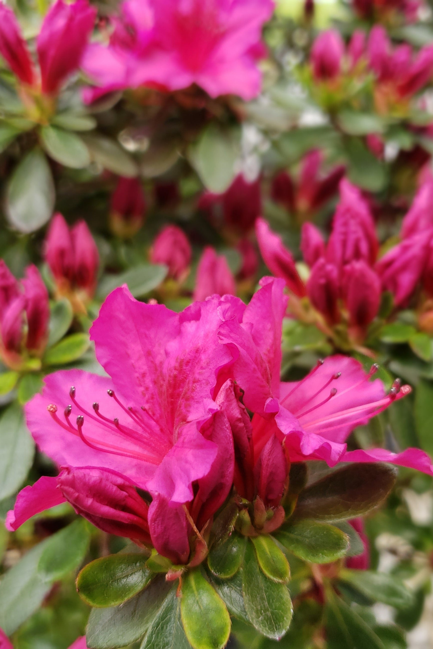 Azalea x 'Girard's Fuchsia' - Live Plant in 6