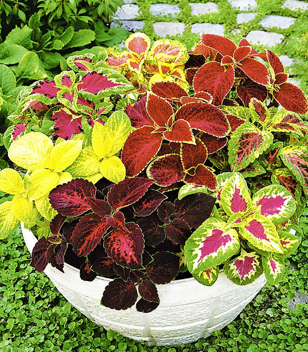 Exotic Coleus Seeds Mix - Non-GMO Annual Flower Seeds for Planting - Perfect for Gardens, Landscaping & Containers