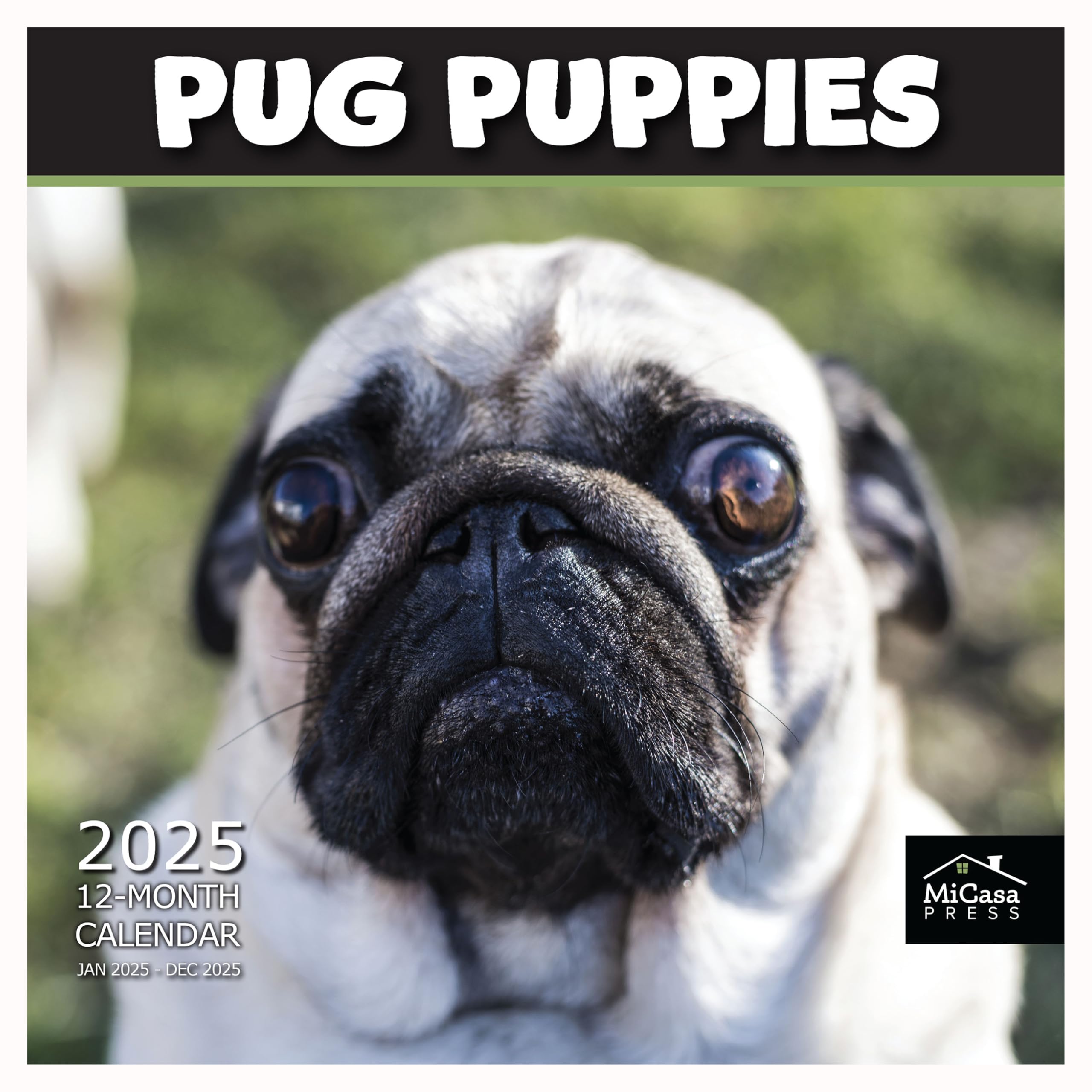 MICASA Pug Puppies 2025 Wall Calendar - 12 Month Large 12x24 Inch with Thick Sturdy Paper - Perfect Gift for Dog Lovers - Ideal for Home, Office, or Classroom Decor