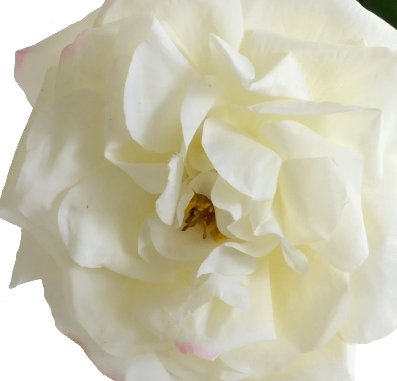 Fresh White Rose Stems - Long-Lasting Cut Flowers for Bouquets, Weddings & Home Decor | Perfect for DIY Floral Arrangements & Romantic Gifts