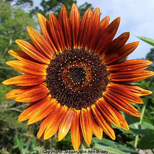 Non-GMO Bulk Autumn Beauty Sunflower Seeds (Helianthus annuus) - 1/4 Lb Pack - Perfect for Planting, Bird Feeding & Healthy Snacking