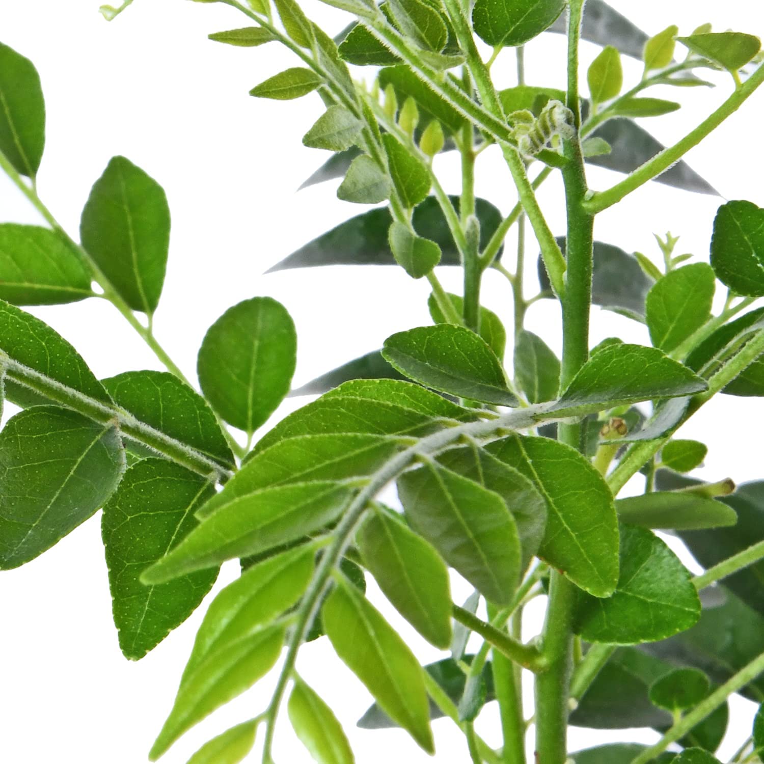 UGALOO Curry Leaf Plant (Murraya Koenigii) - Live Herb Plant in Black Pot, Sweet Neem for Cooking | Perfect for Indian Cuisine, Home Gardening & Organic Herbs