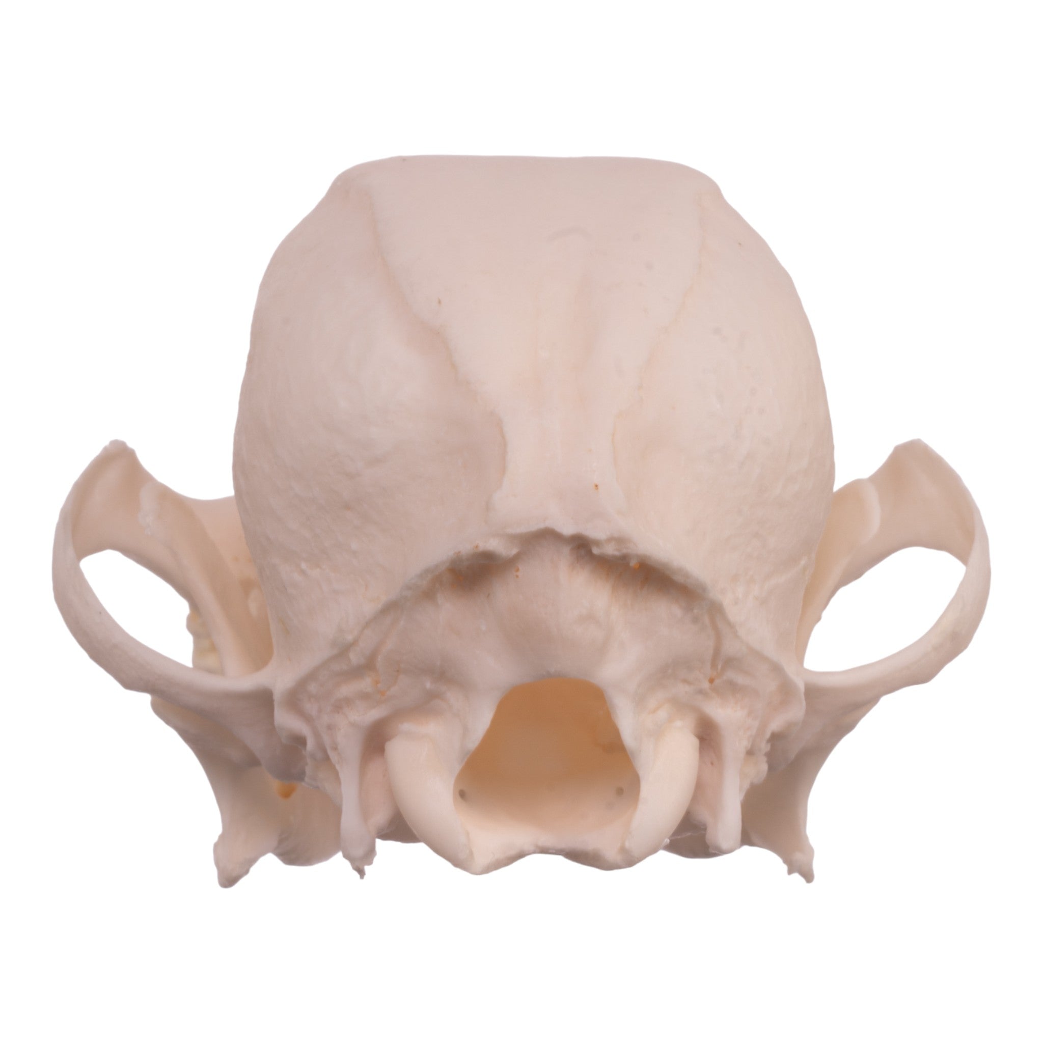 Authentic Pekingese Dog Skull for Veterinary Study - Real Domestic Canine Skull with Periodontal Details for Anatomy & Dental Research