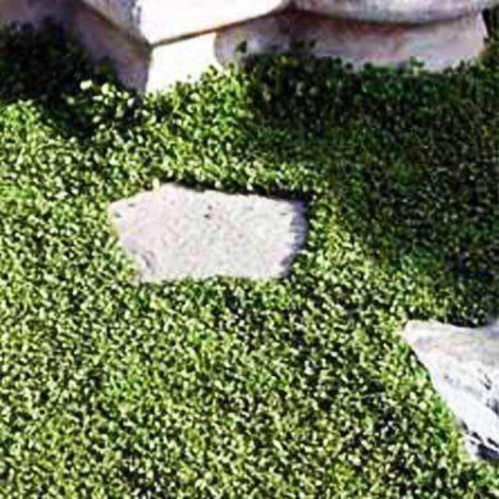 Hancock Seed Co. Dichondra Grass Seeds - 25 lbs Bulk Bag for Lawn, Ground Cover & Landscaping | Drought-Tolerant, Low-Maintenance Ground Cover Solution for Gardens, Parks & Commercial Landscapes
