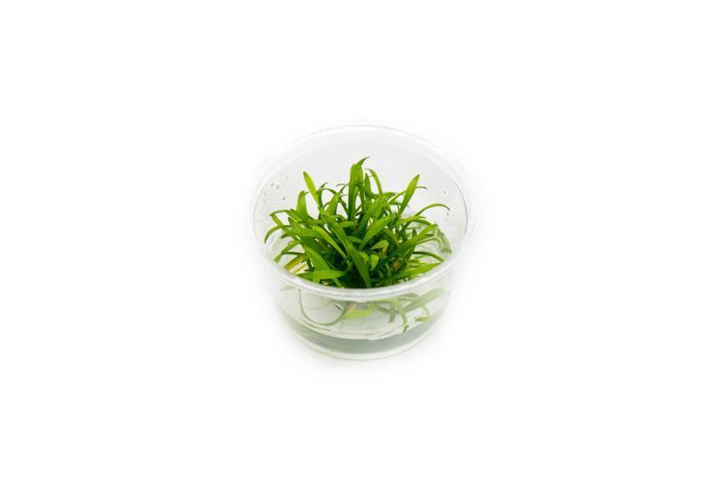 TCulture Cryptocoryne Parva Live Aquarium Plant (TC Cup) - Perfect for Nano Tanks, Aquascaping & Freshwater Aquariums