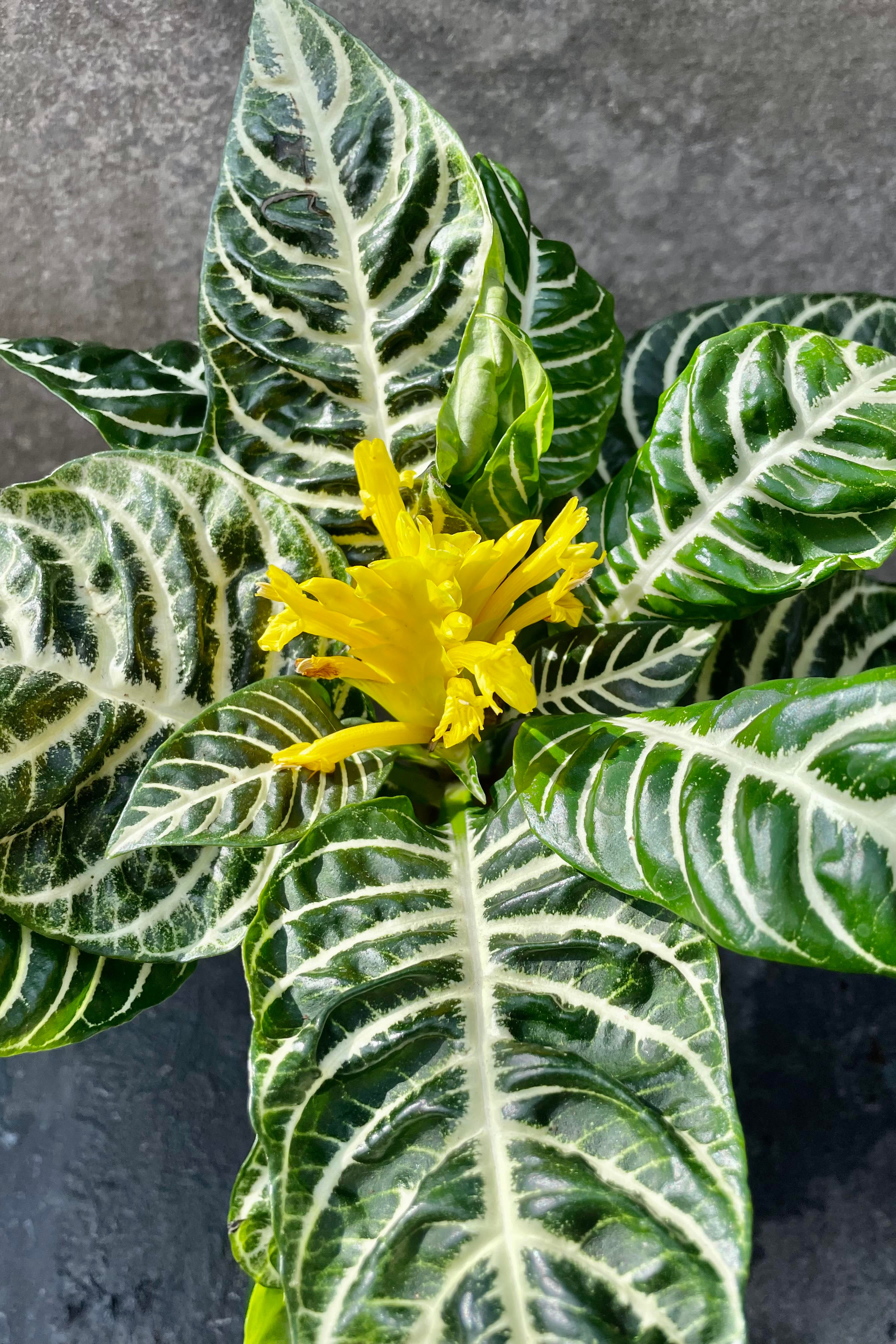 Aphelandra Squarrosa Zebra Plant - 6