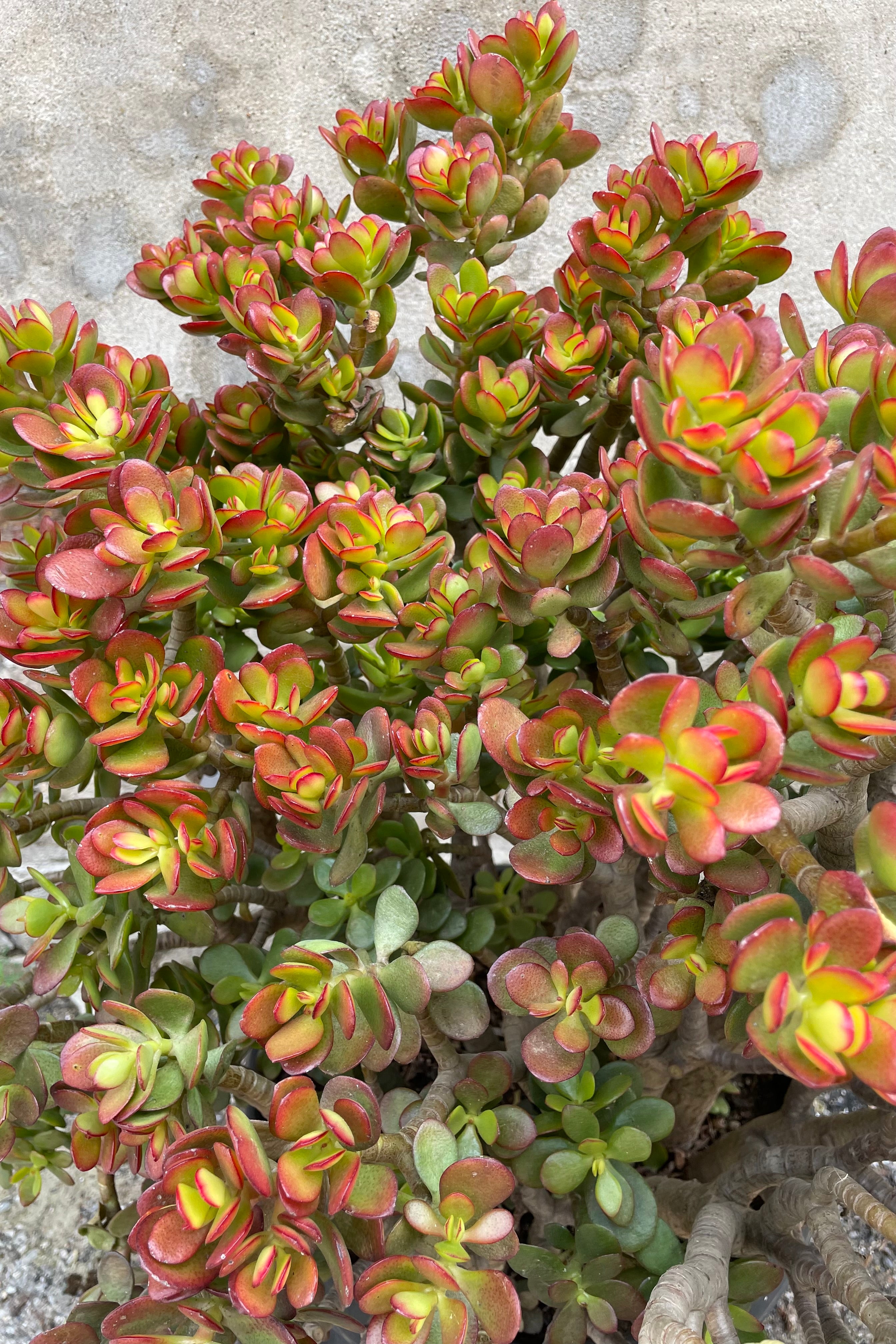 Crassula Ovata 'Crosby' Jade Plant - 14cm Succulent for Home Decor, Office Desk, and Indoor Gardening | Perfect Gift for Plant Lovers
