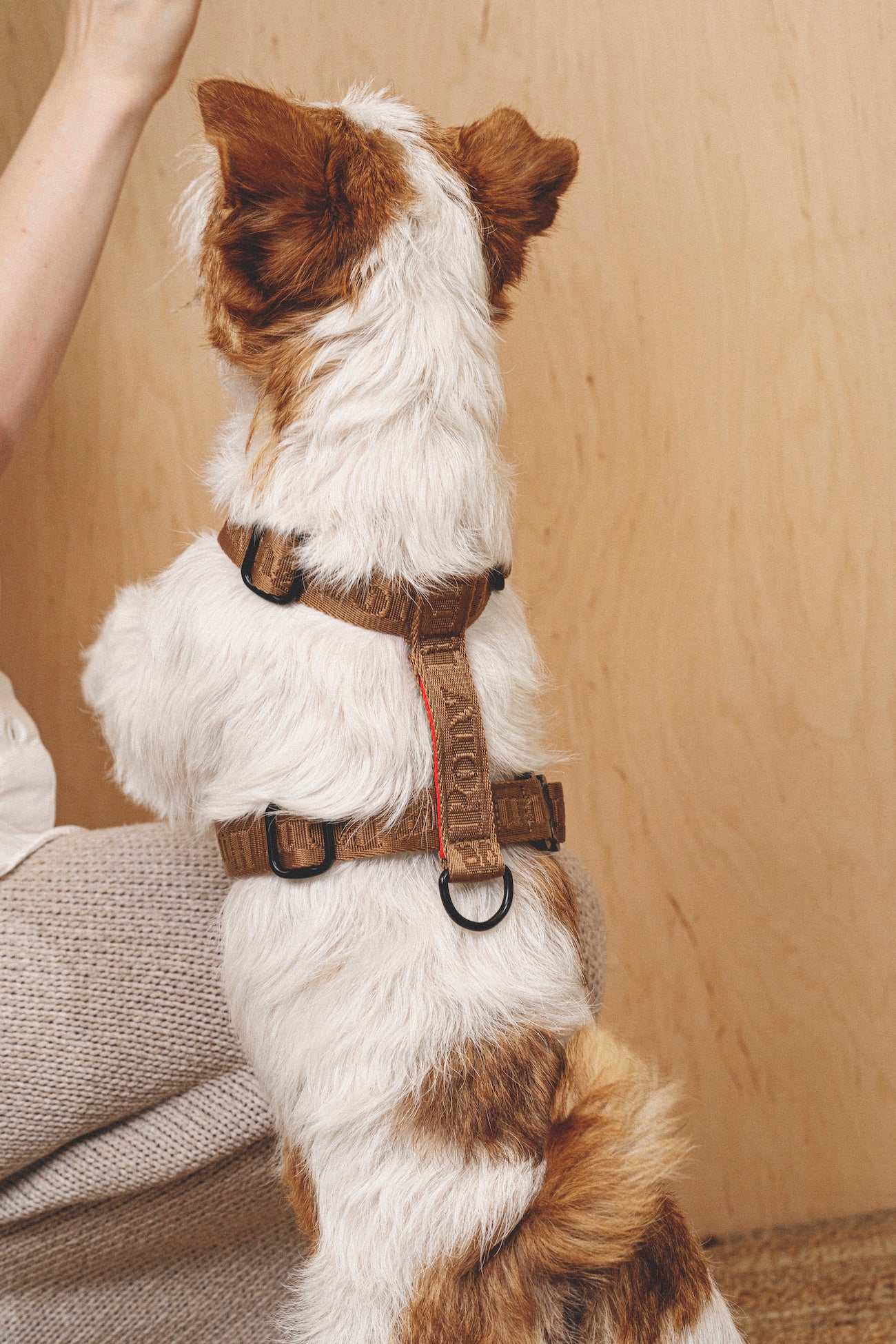 Pony Companiony Ginger Dog Harness - Adjustable Pet Harness for Small Dogs & Puppies - Perfect for Walking, Training & Outdoor Adventures
