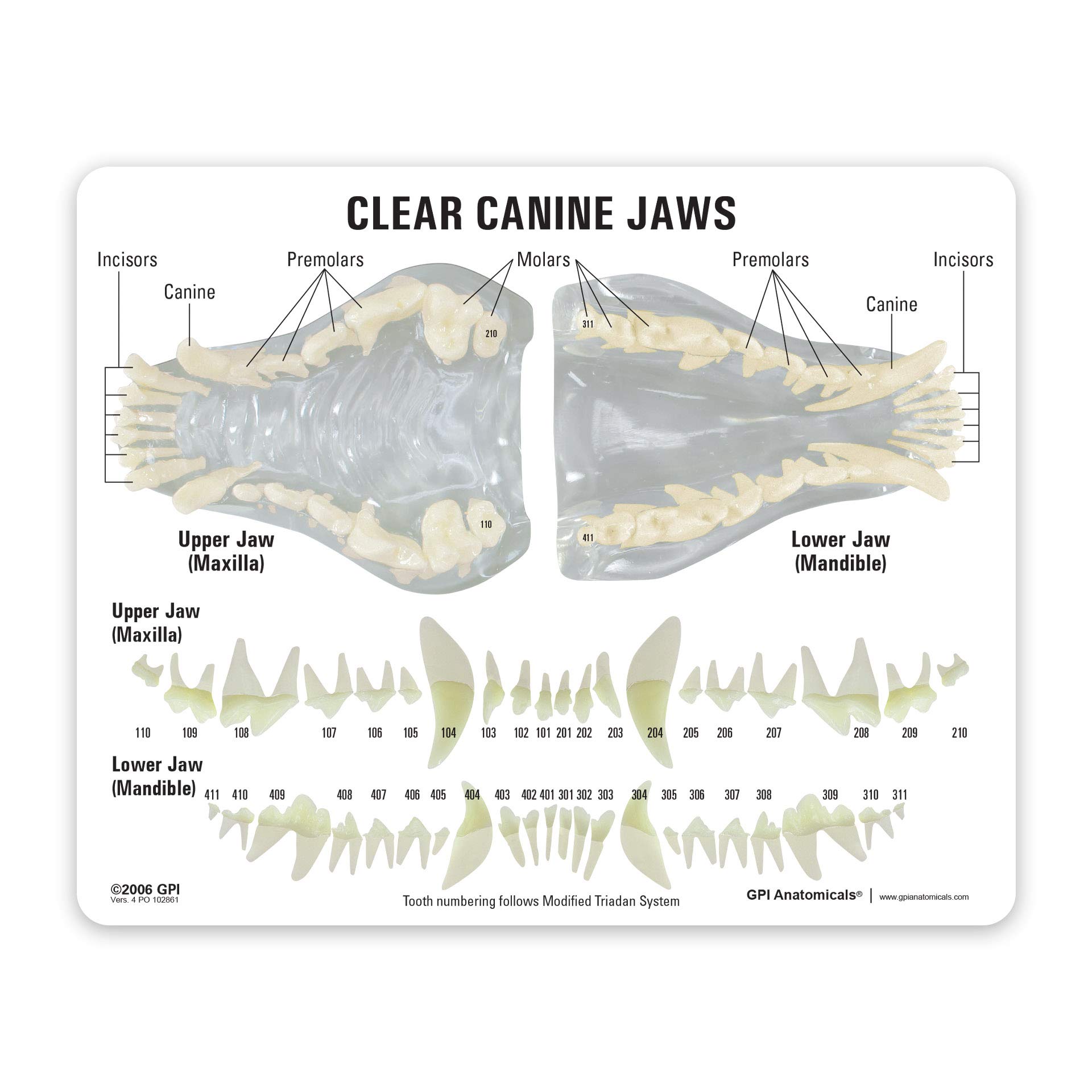 Canine Jaw Model with Teeth - Realistic Dog Anatomy Replica for Veterinary Education, Veterinarian Offices & Classrooms - Perfect for Veterinary Students, Animal Anatomy Study & Medical Training