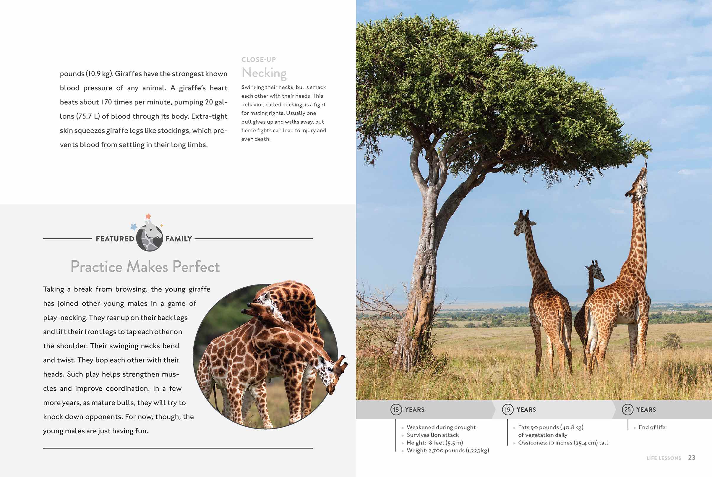 Giraffe Book 9781640263383 - Wildlife Animal Encyclopedia for Kids & Adults - Perfect for School Projects, Home Learning & Nature Enthusiasts